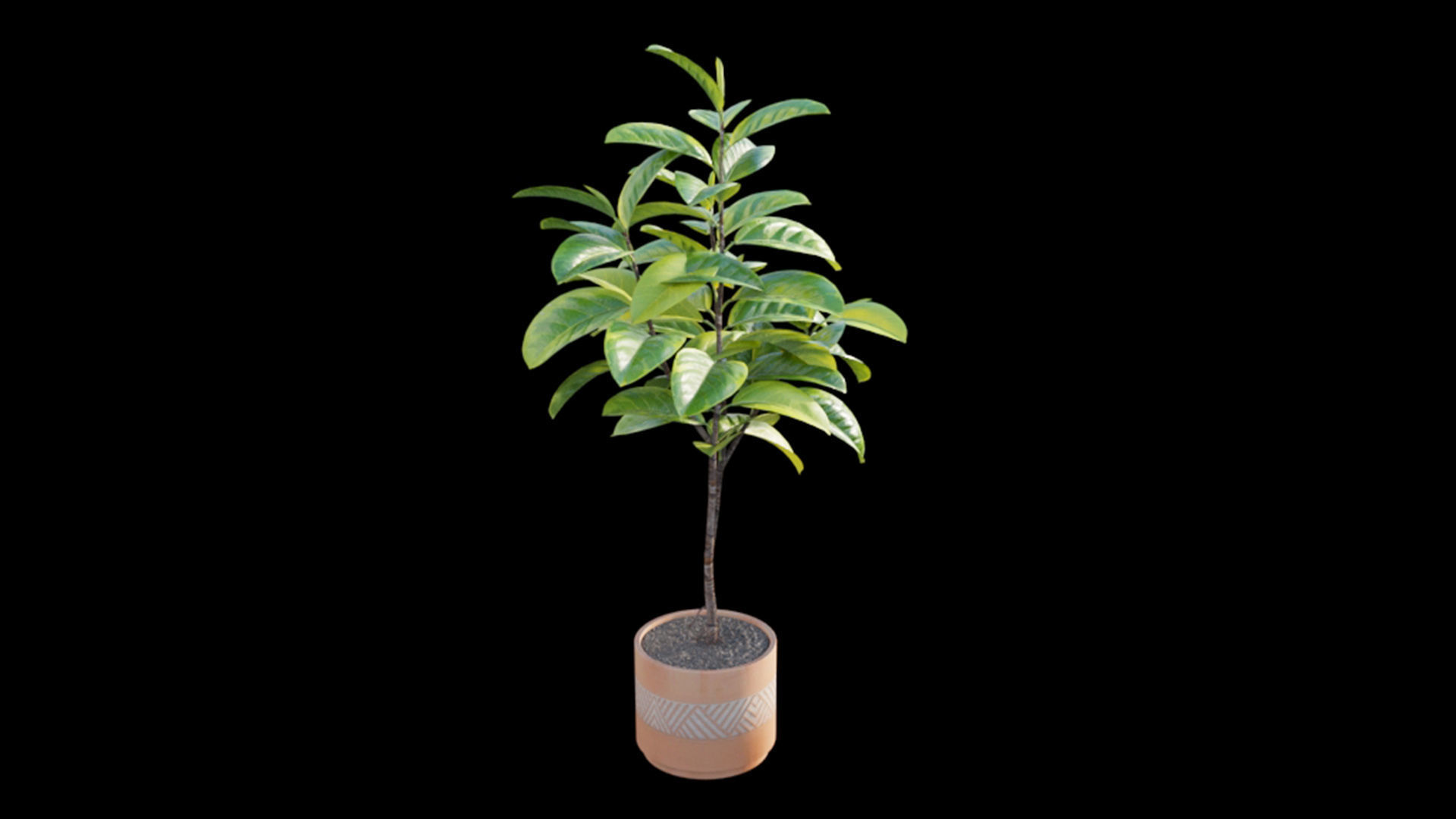 Ficus benghalensis 3D model_5
