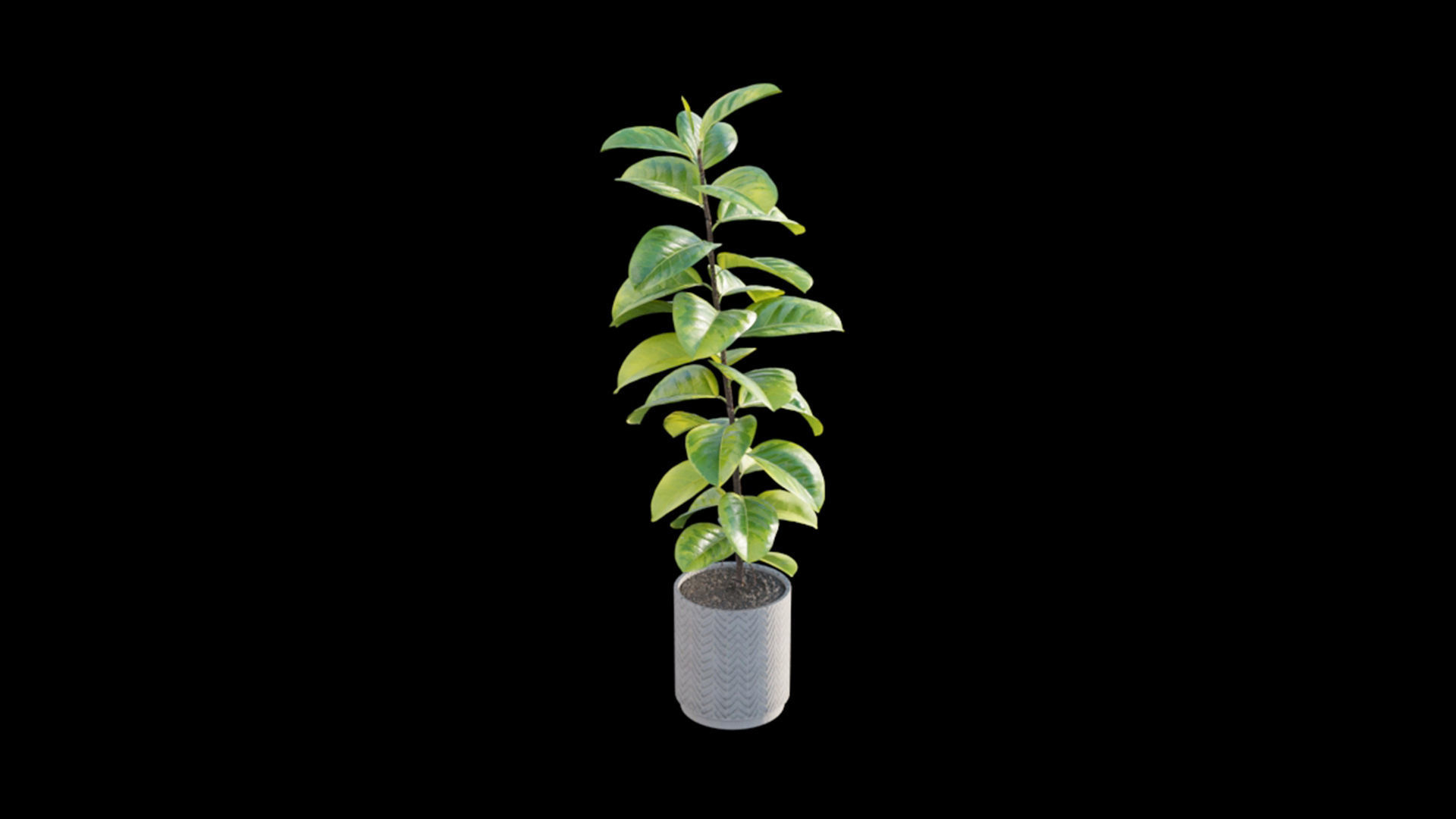 Ficus benghalensis 3D model_4