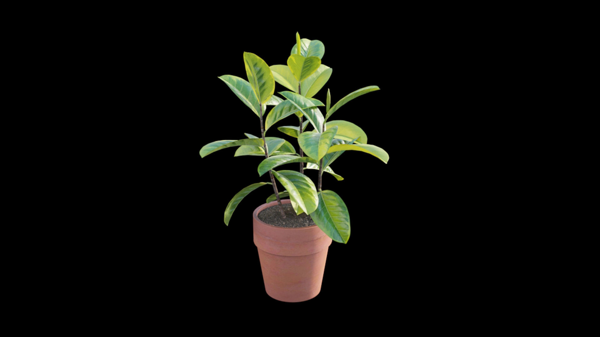 Ficus benghalensis 3D model_2