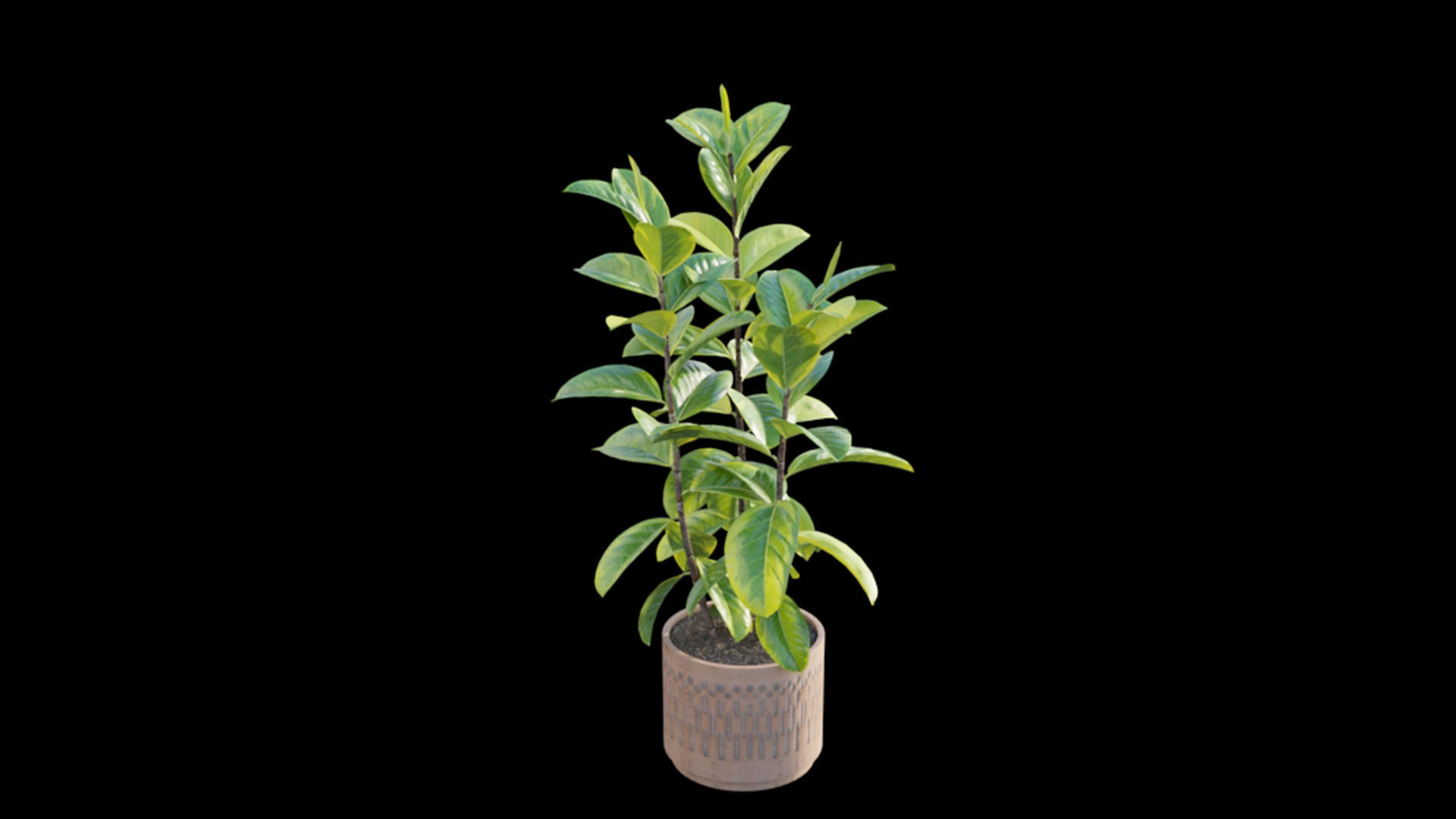 Ficus benghalensis 3D model_3