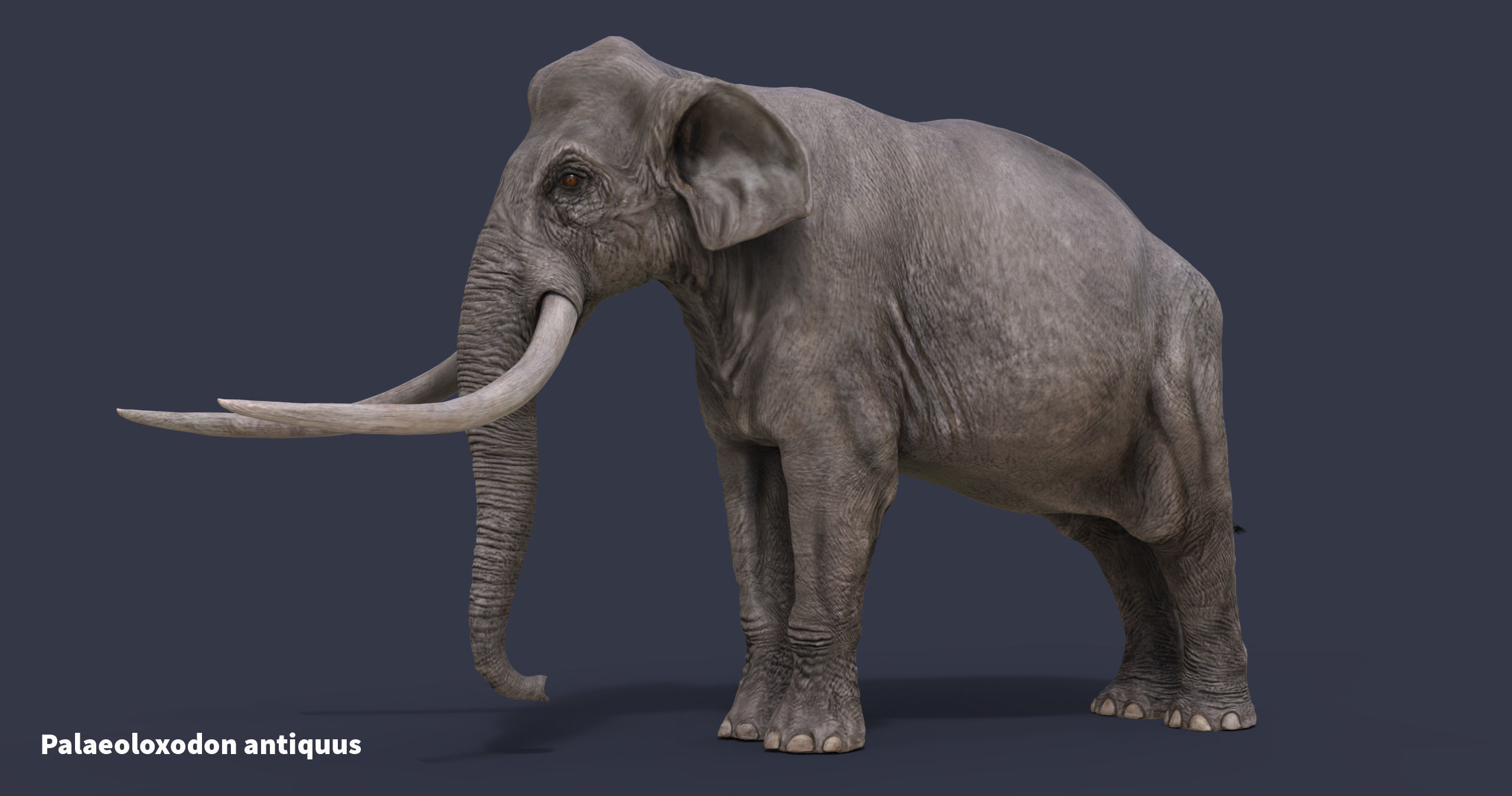 Extinct animals pack version 17 3D model_21