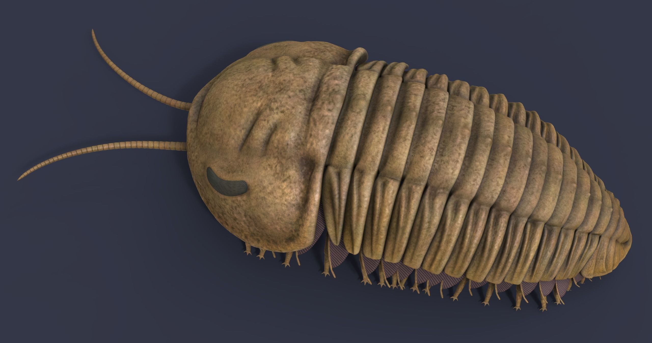 Extinct animals pack version 17 3D model_12