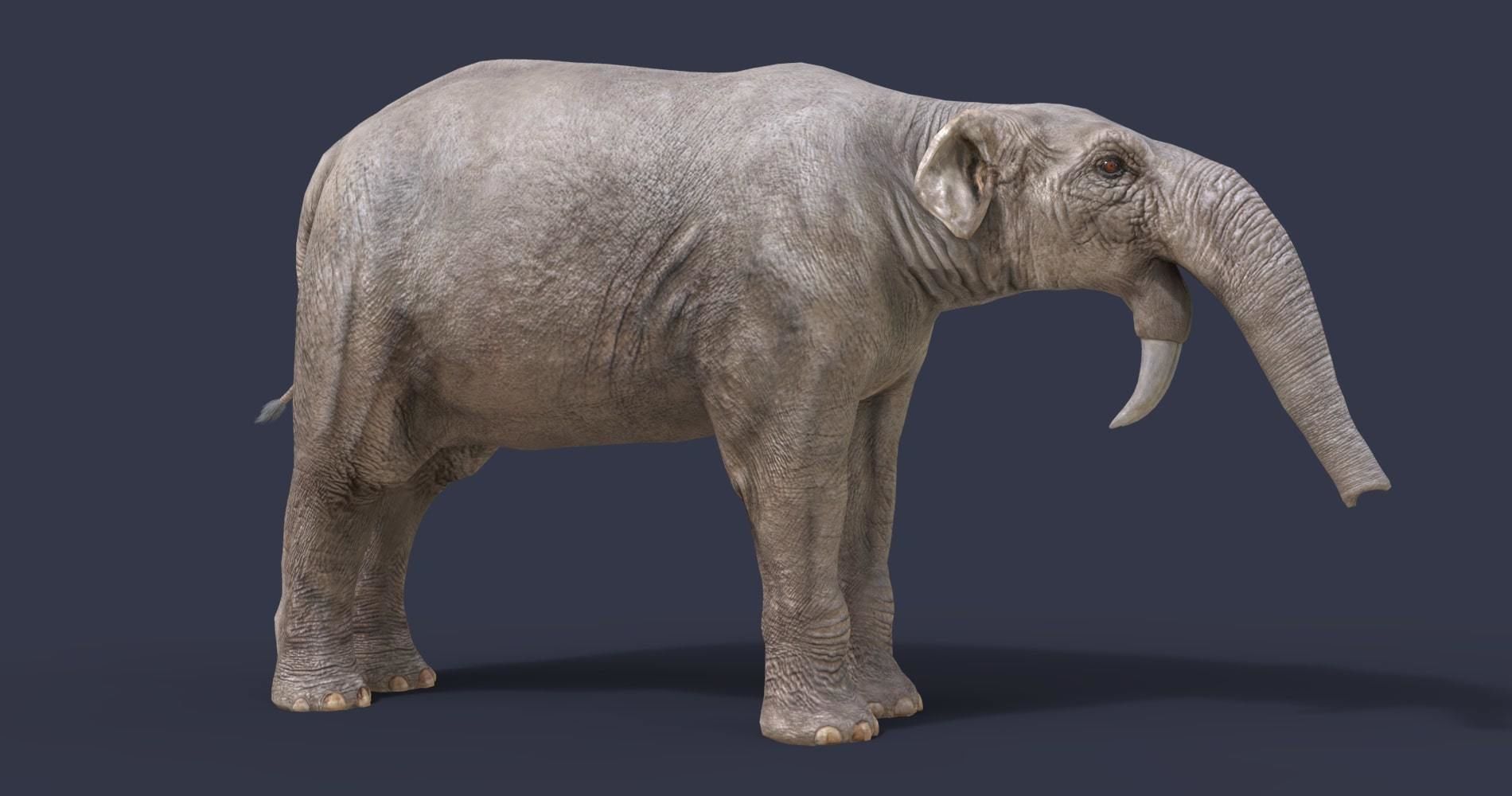 Extinct animals pack version 17 3D model_67