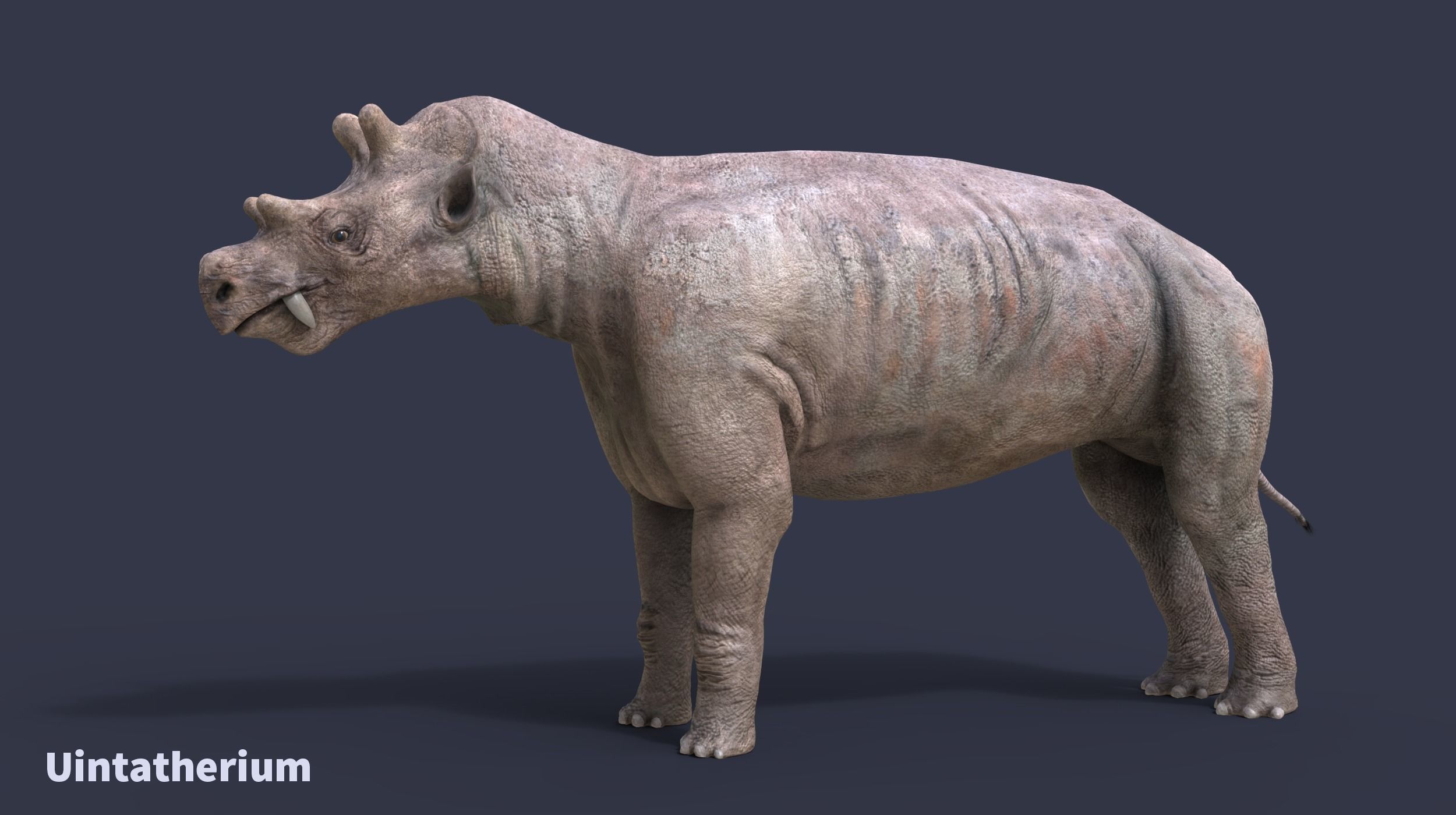 Extinct animals pack version 17 3D model_13