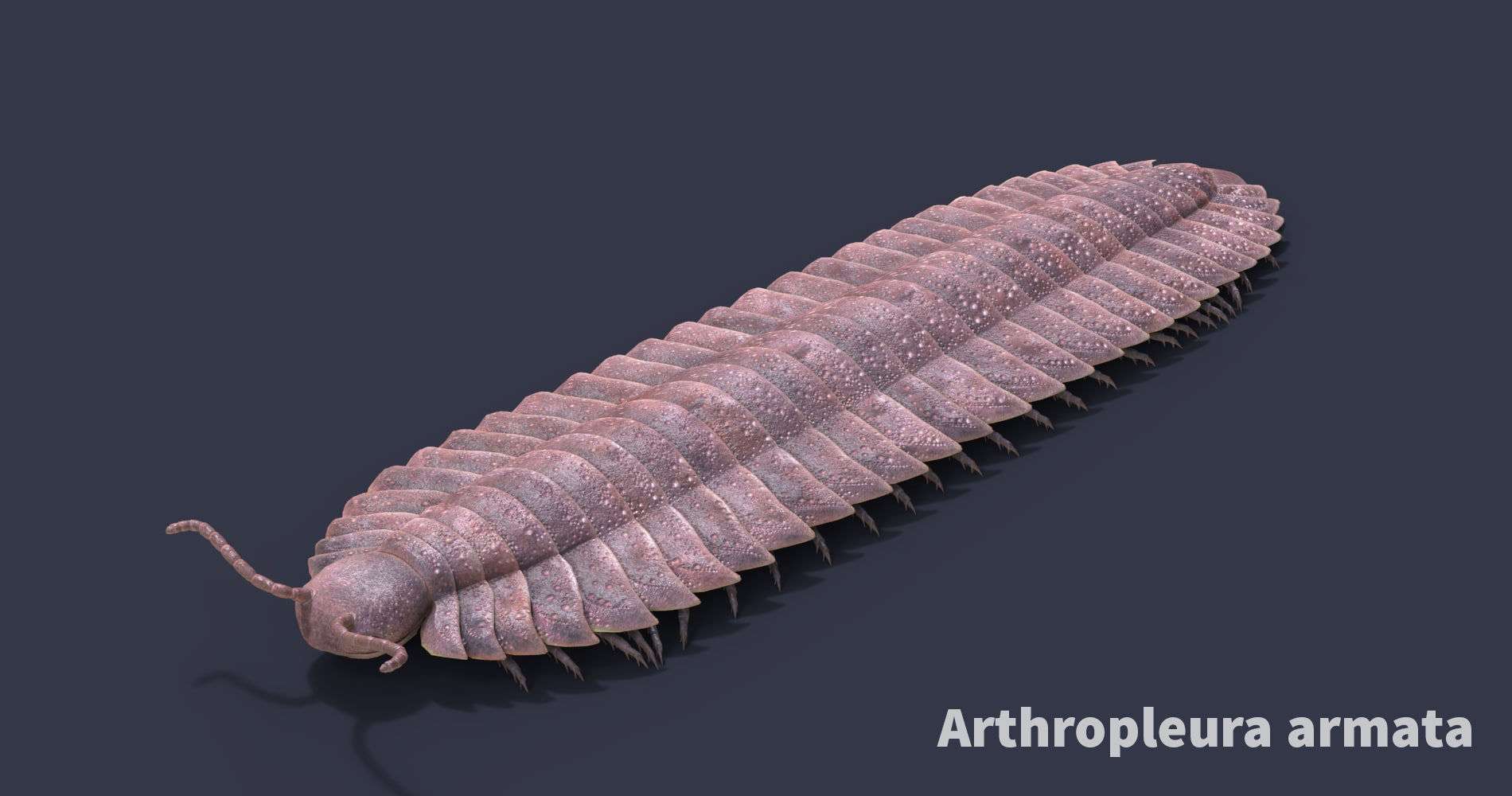 Extinct animals pack version 17 3D model_109