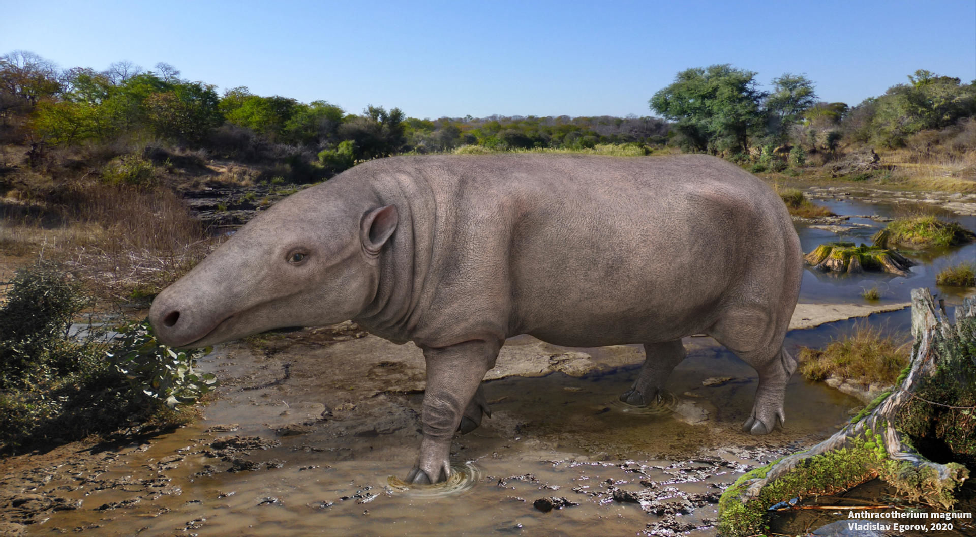 Extinct animals pack version 17 3D model_38