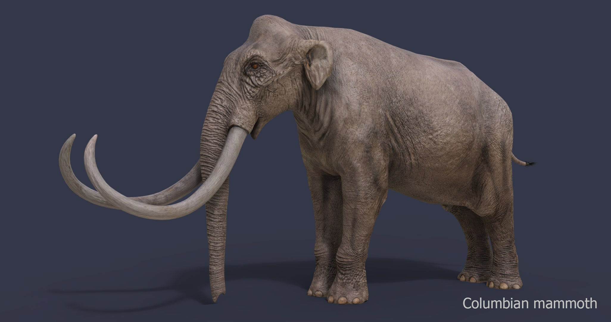 Extinct animals pack version 17 3D model_26