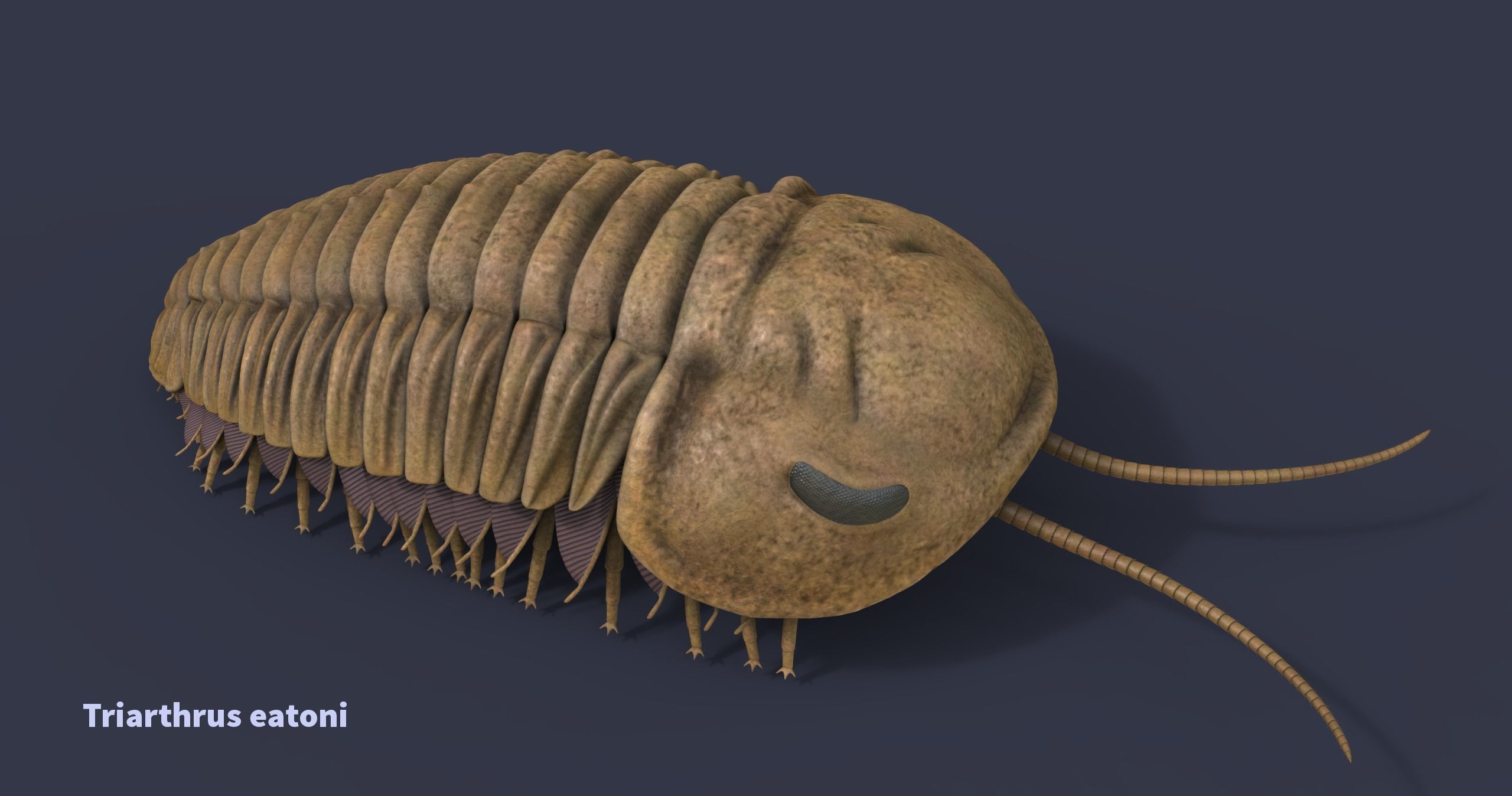 Extinct animals pack version 17 3D model_9