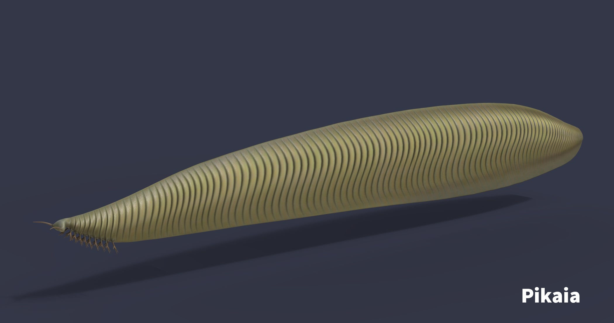 Extinct animals pack version 17 3D model_18