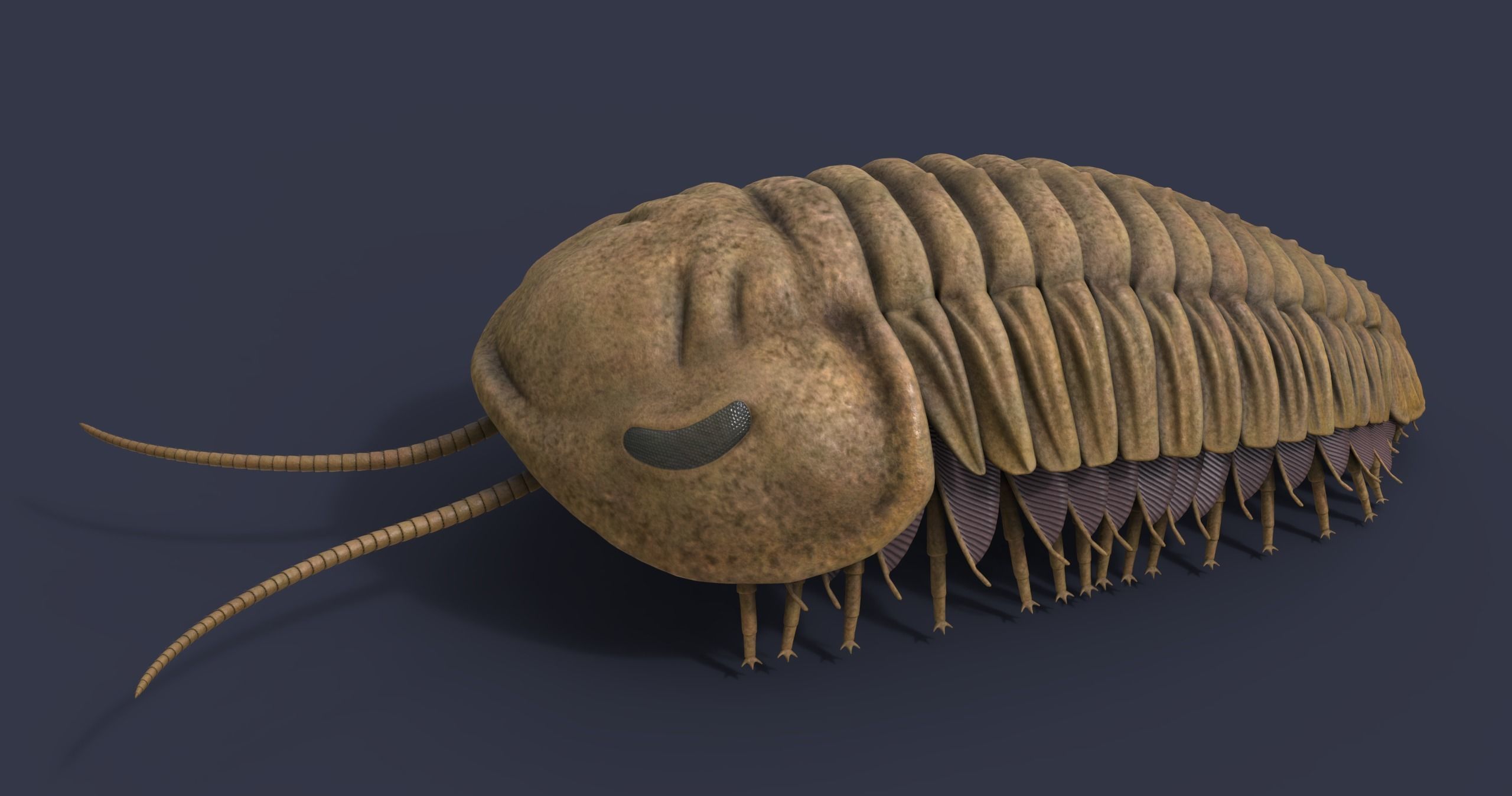 Extinct animals pack version 17 3D model_11
