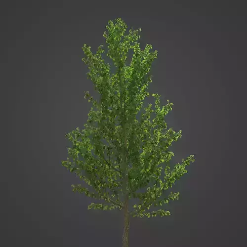 2021 PBR Ginkgo Collection - Ginkgo Biloba