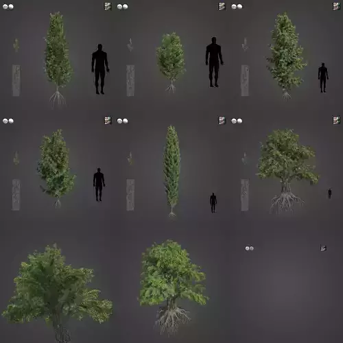 2021 PBR Temple Juniper Collection - Juniperus Rigida 