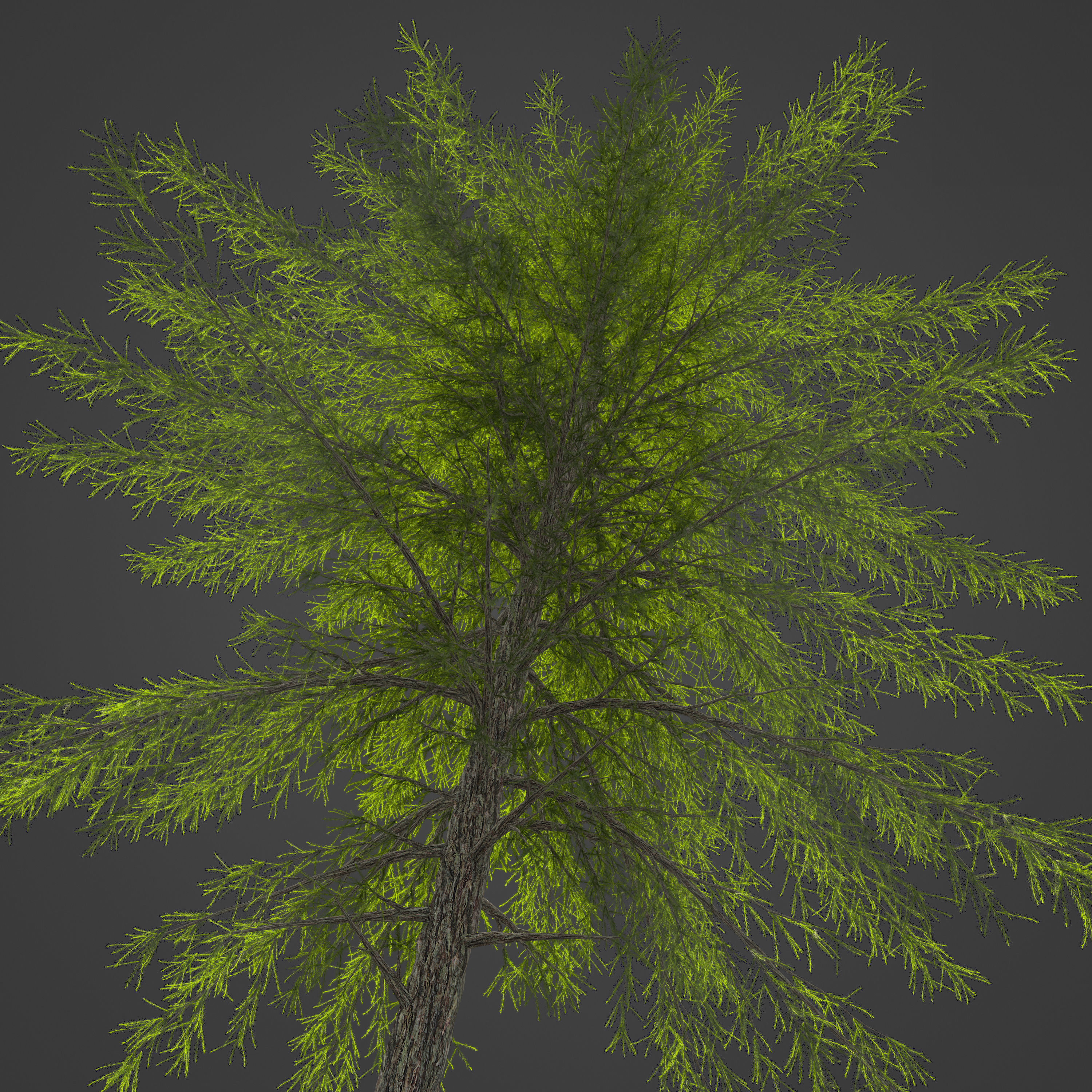 2021 PBR Japanese White Larch Collection - Larix Kaempferi  3D model_8