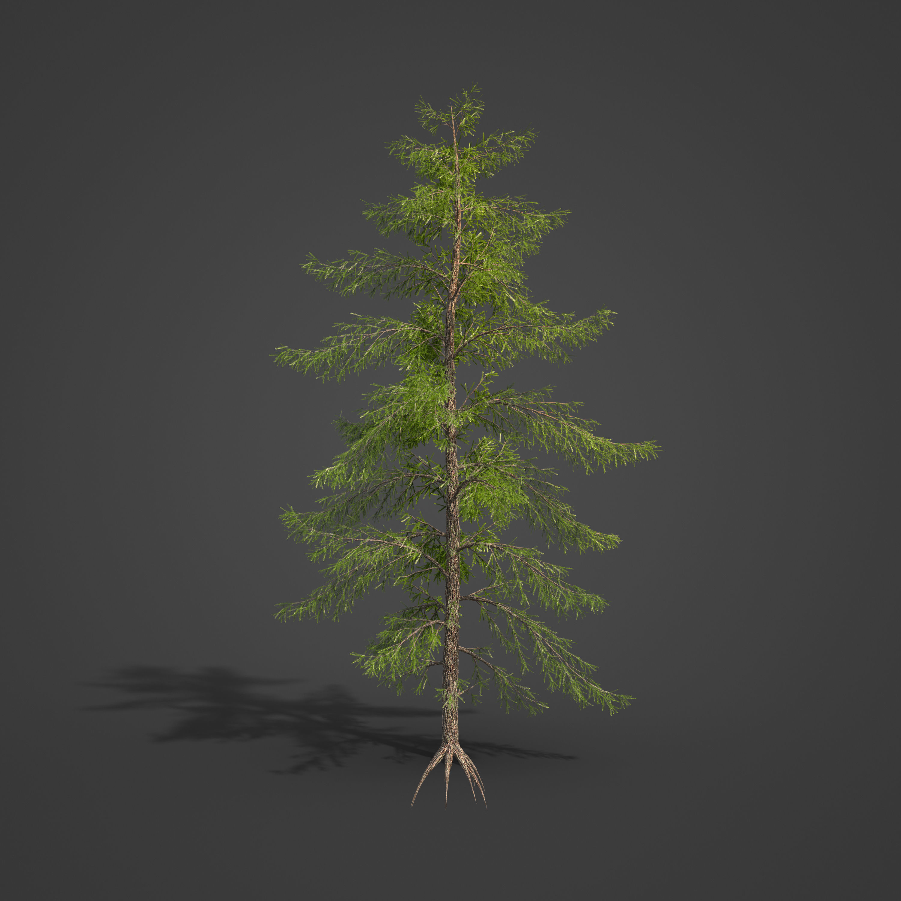 2021 PBR Japanese White Larch Collection - Larix Kaempferi  3D model_4