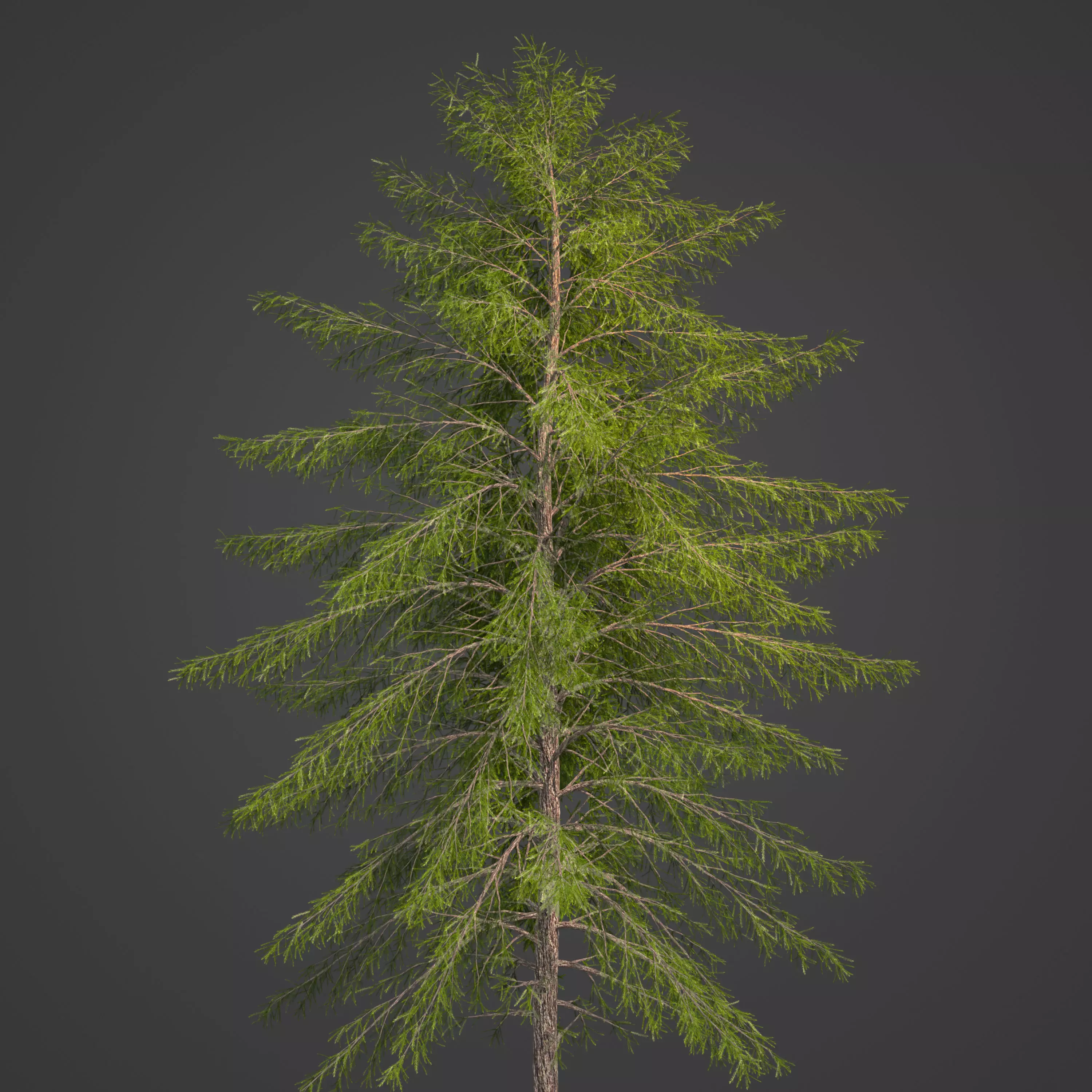 2021 PBR Japanese White Larch Collection - Larix Kaempferi  3D model_0