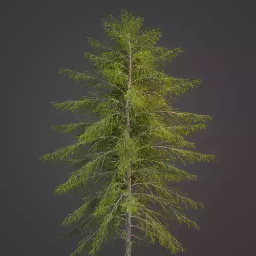 2021 PBR Japanese White Larch Collection - Larix Kaempferi  3D model