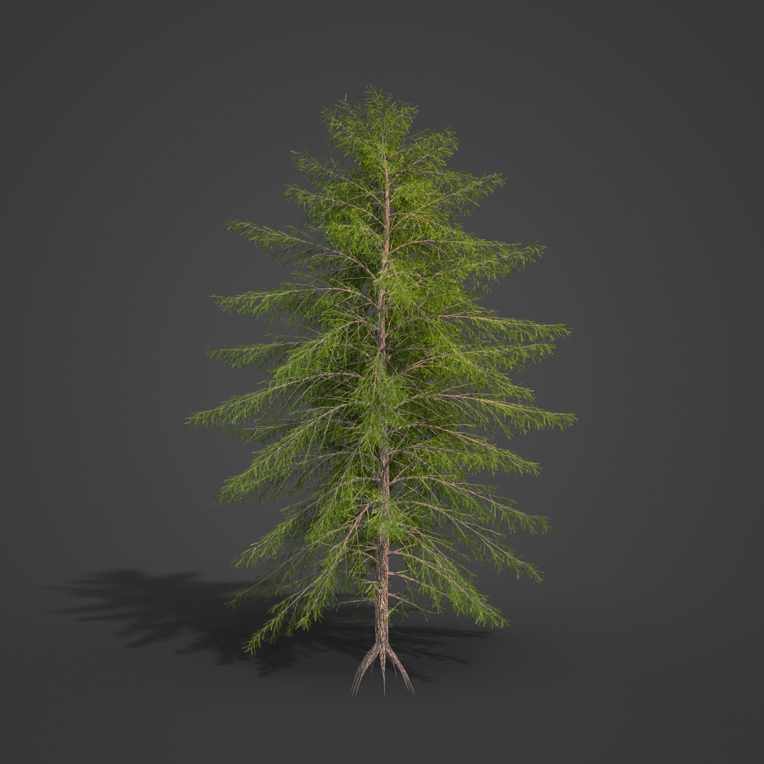 2021 PBR Japanese White Larch Collection - Larix Kaempferi  3D model_7