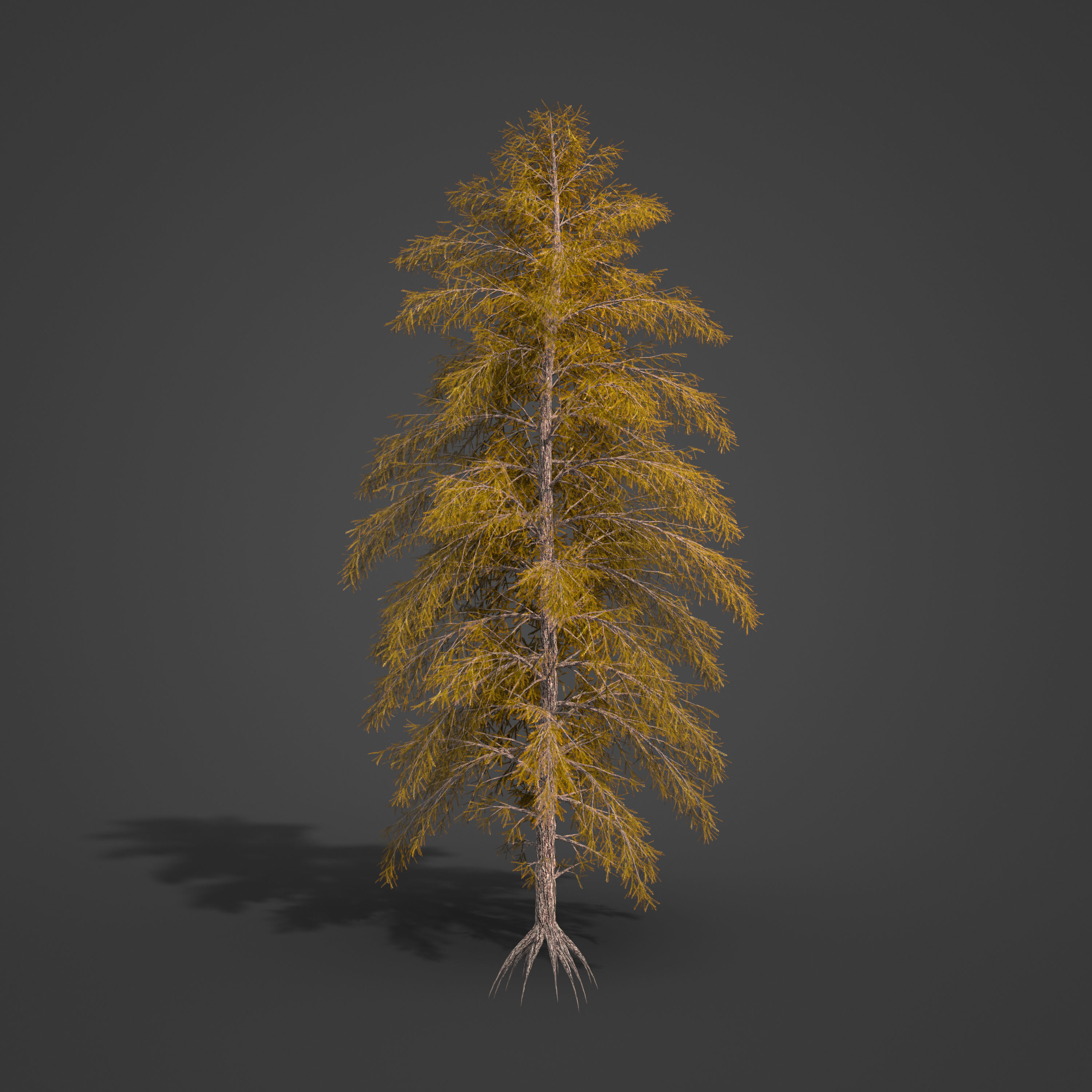 2021 PBR Japanese White Larch Collection - Larix Kaempferi  3D model_6