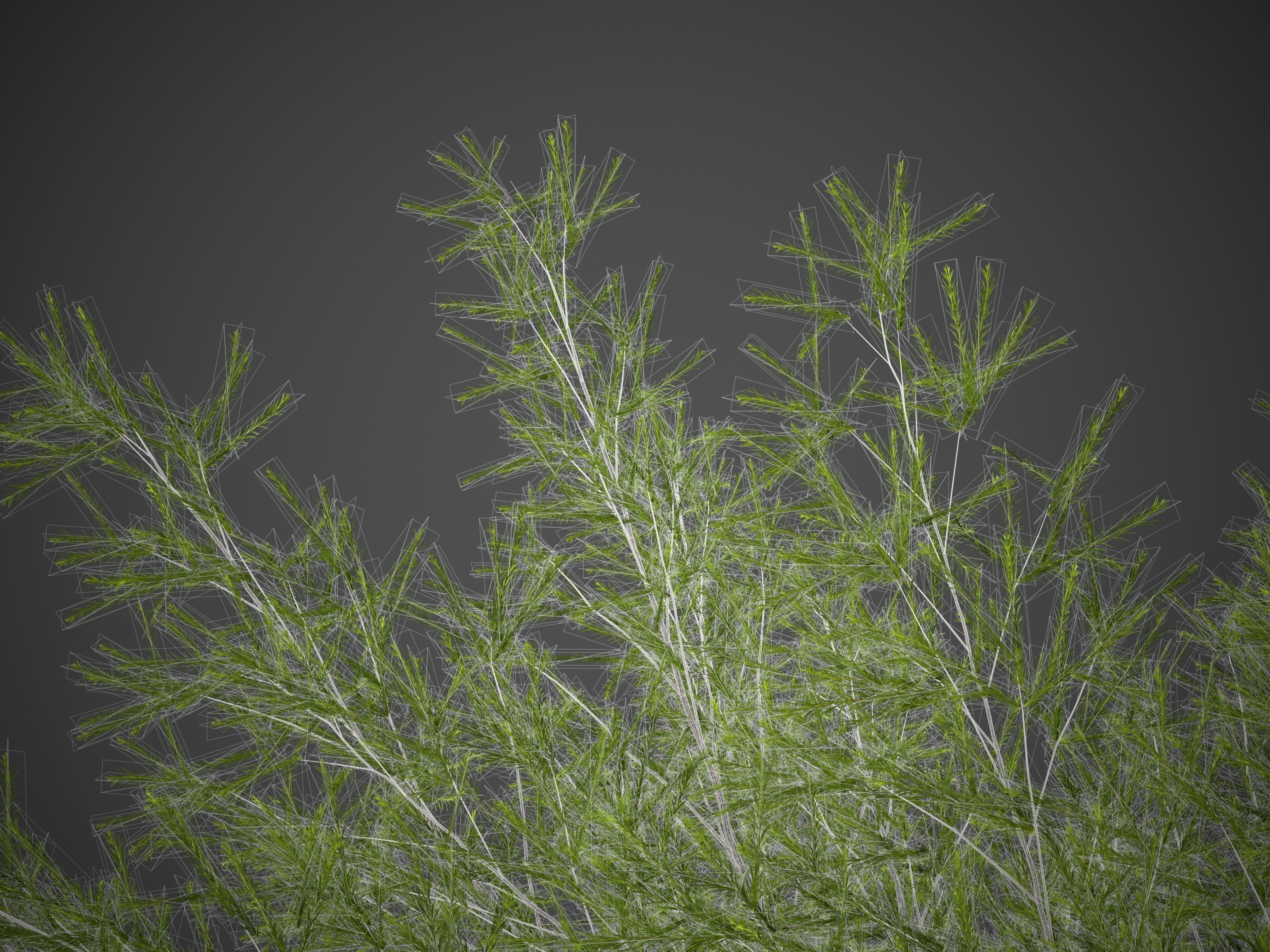 2021 PBR Japanese White Larch Collection - Larix Kaempferi  3D model_10