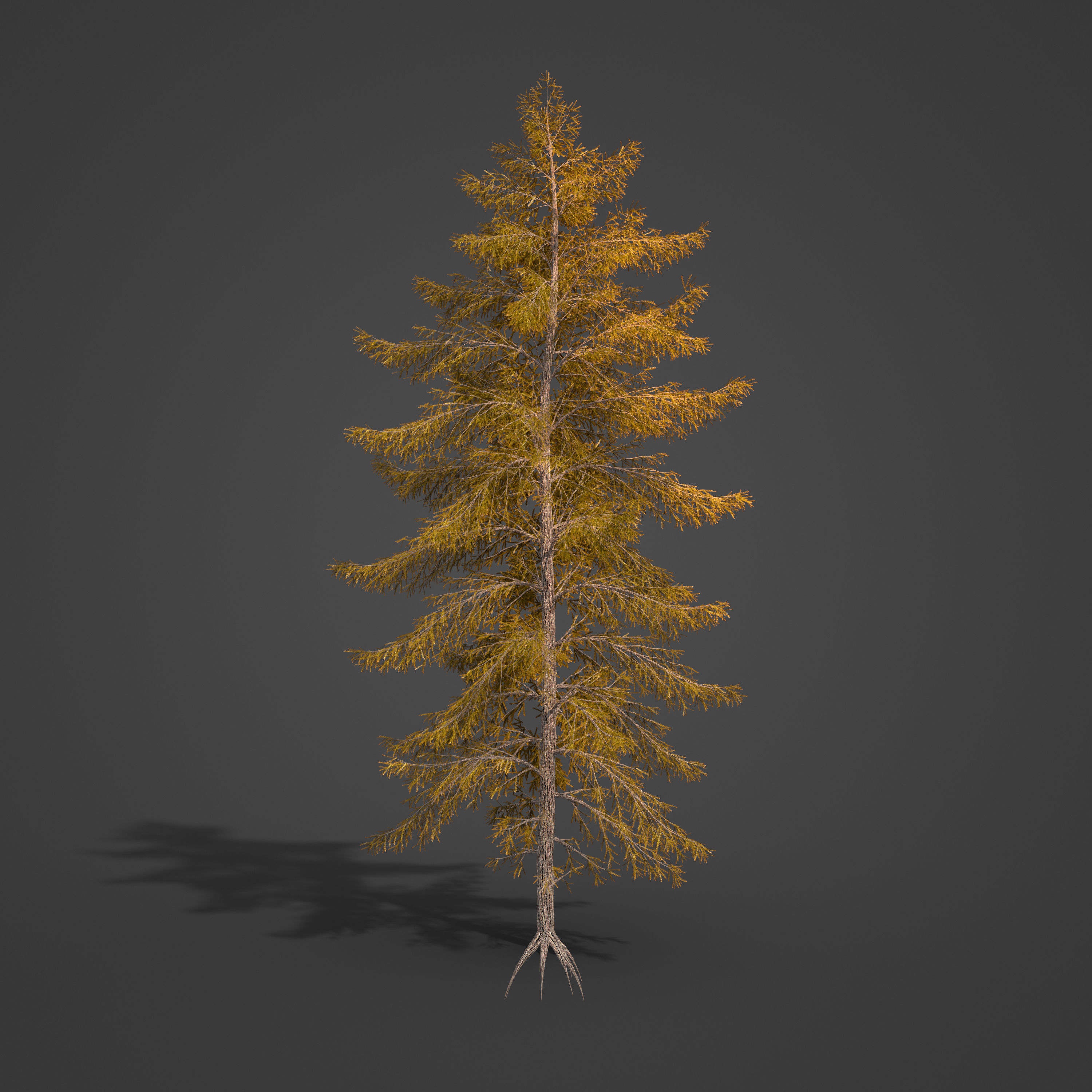 2021 PBR Japanese White Larch Collection - Larix Kaempferi  3D model_5