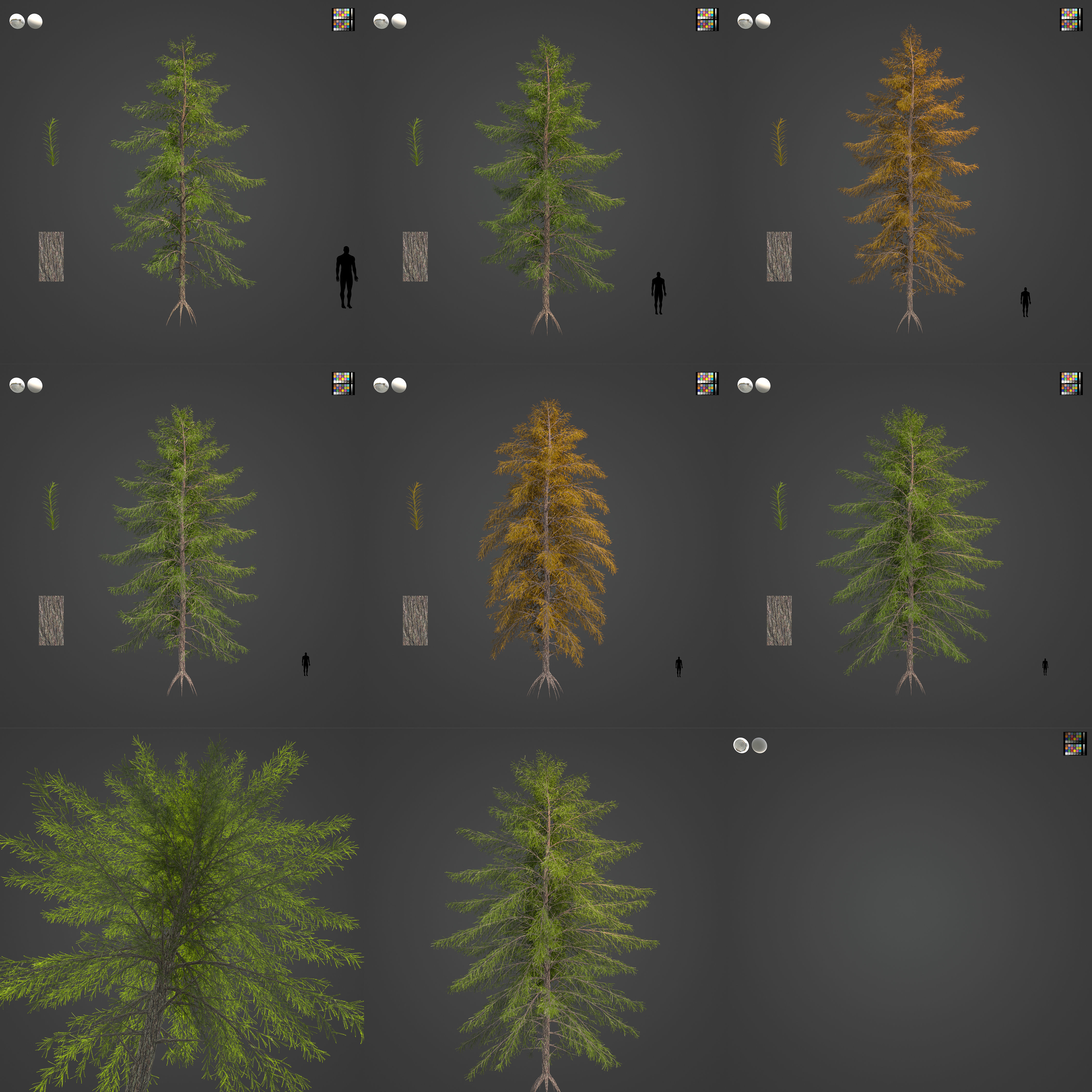 2021 PBR Japanese White Larch Collection - Larix Kaempferi  3D model_3
