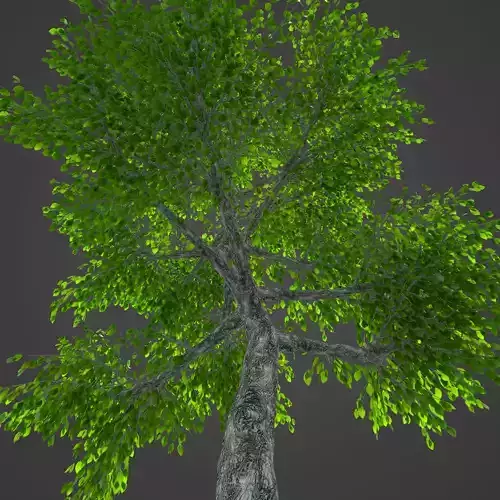 2021 PBR Japanese Hop Hornbeam Collection - Ostrya Japonica