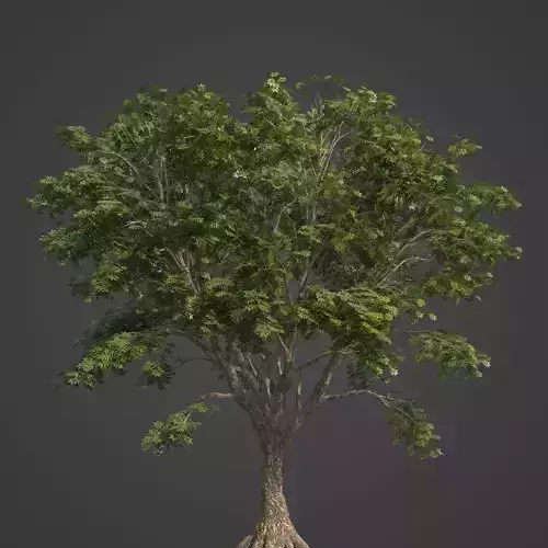 2021 PBR Amur Corktree Collection - Phellodendron Amurense  3D model