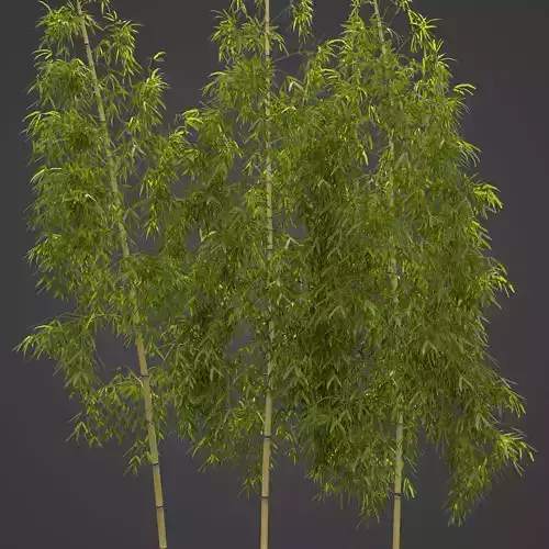 2021 PBR Hachiku Bamboo Collection - Phyllostachys Nigra  Free 3D model