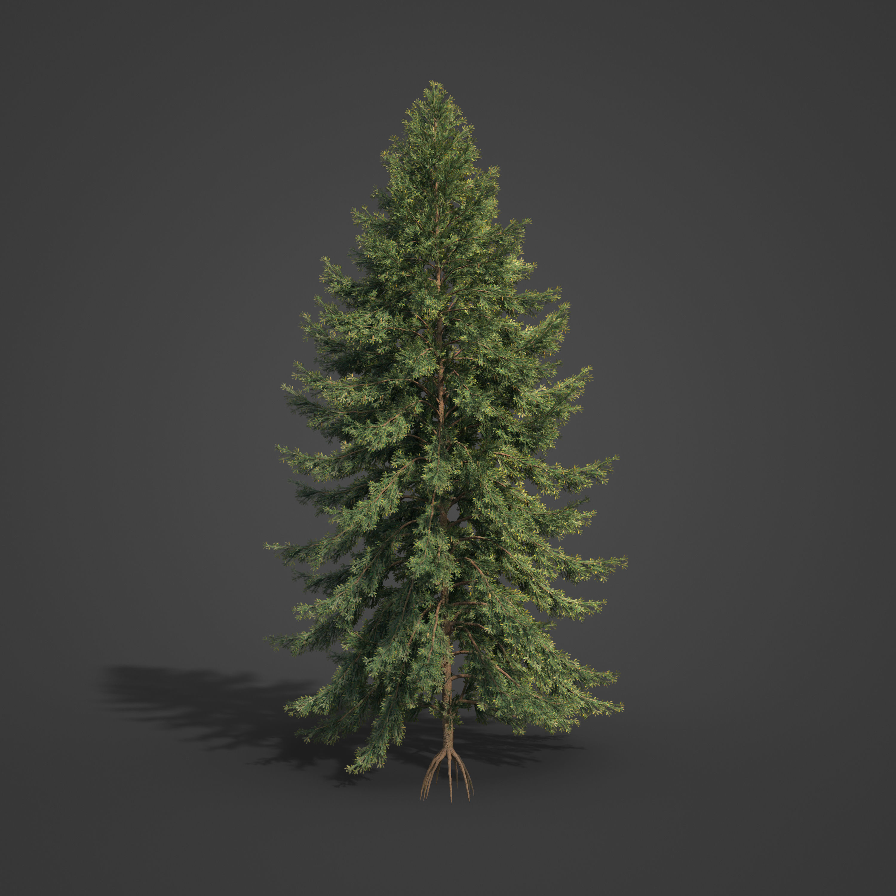 2021 PBR Koyama Spruce Collection - Picea Koyamai 3D model_7