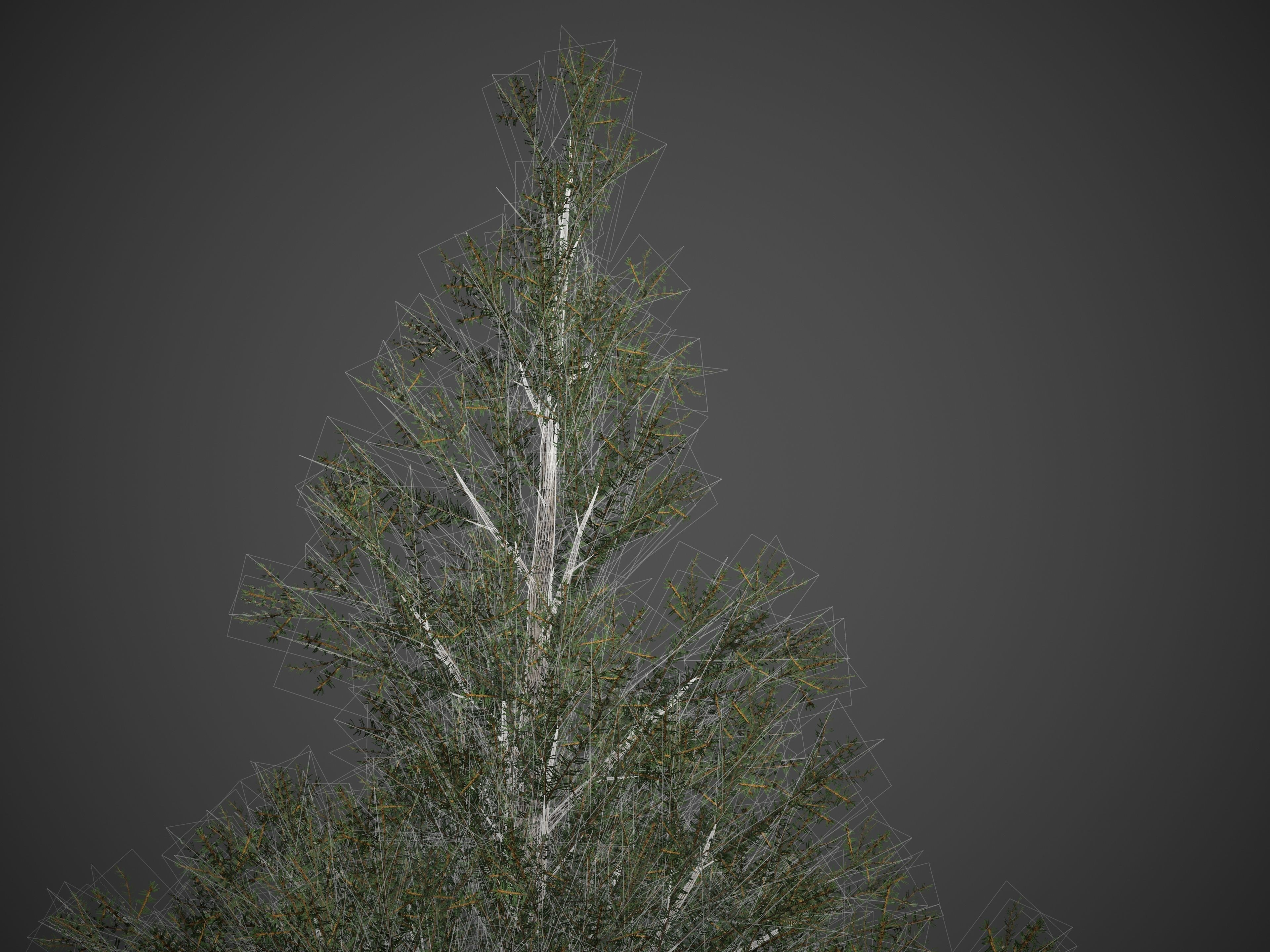 2021 PBR Koyama Spruce Collection - Picea Koyamai 3D model_10