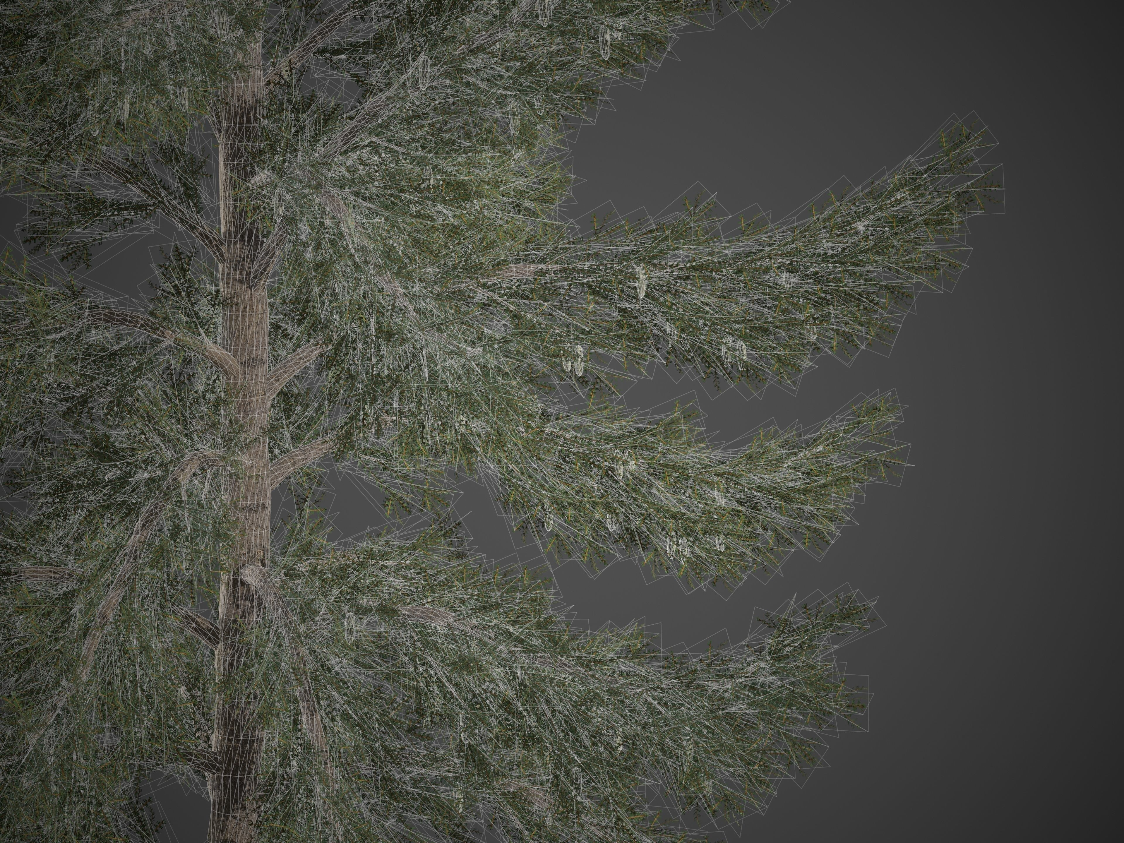 2021 PBR Koyama Spruce Collection - Picea Koyamai 3D model_9