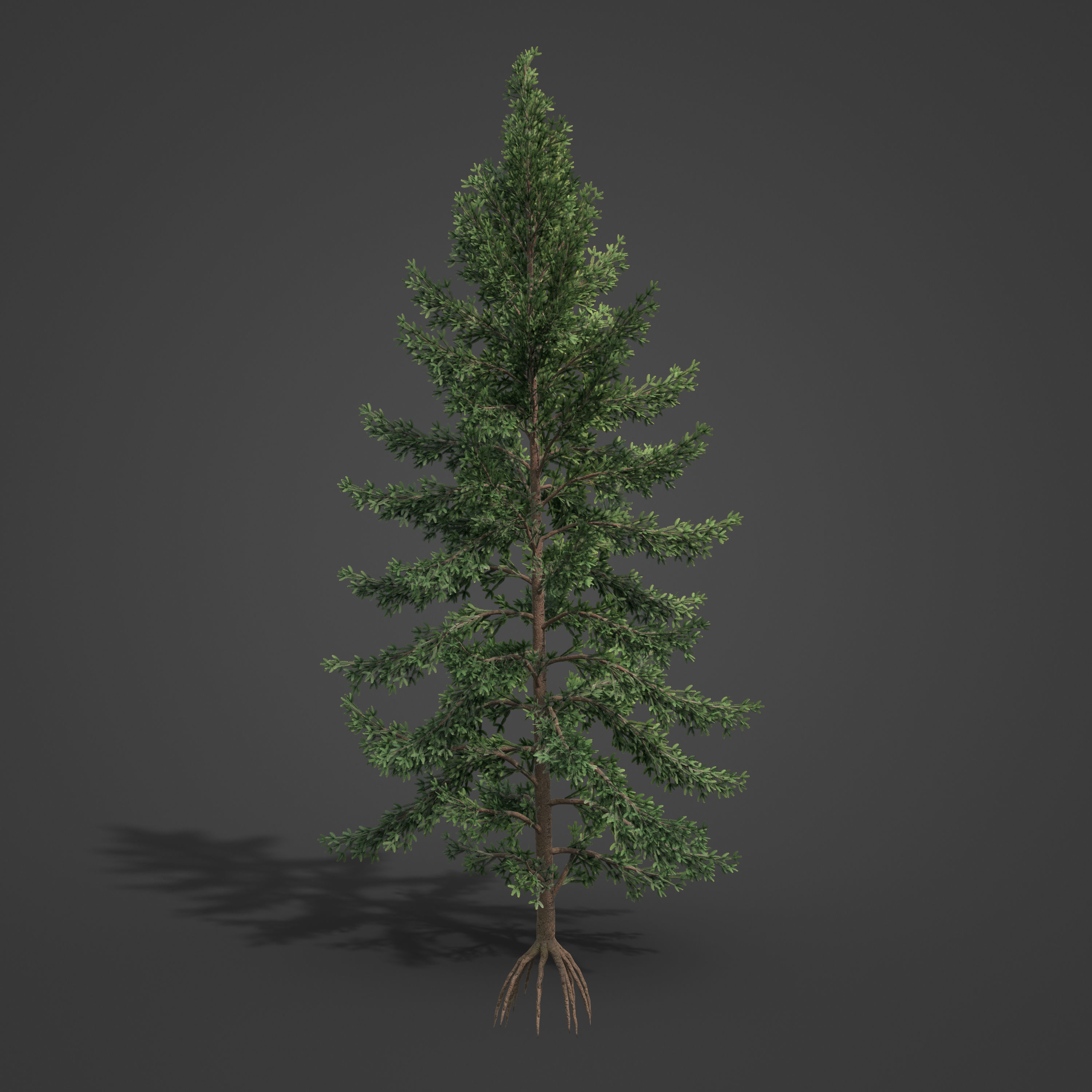 2021 PBR Koyama Spruce Collection - Picea Koyamai 3D model_4