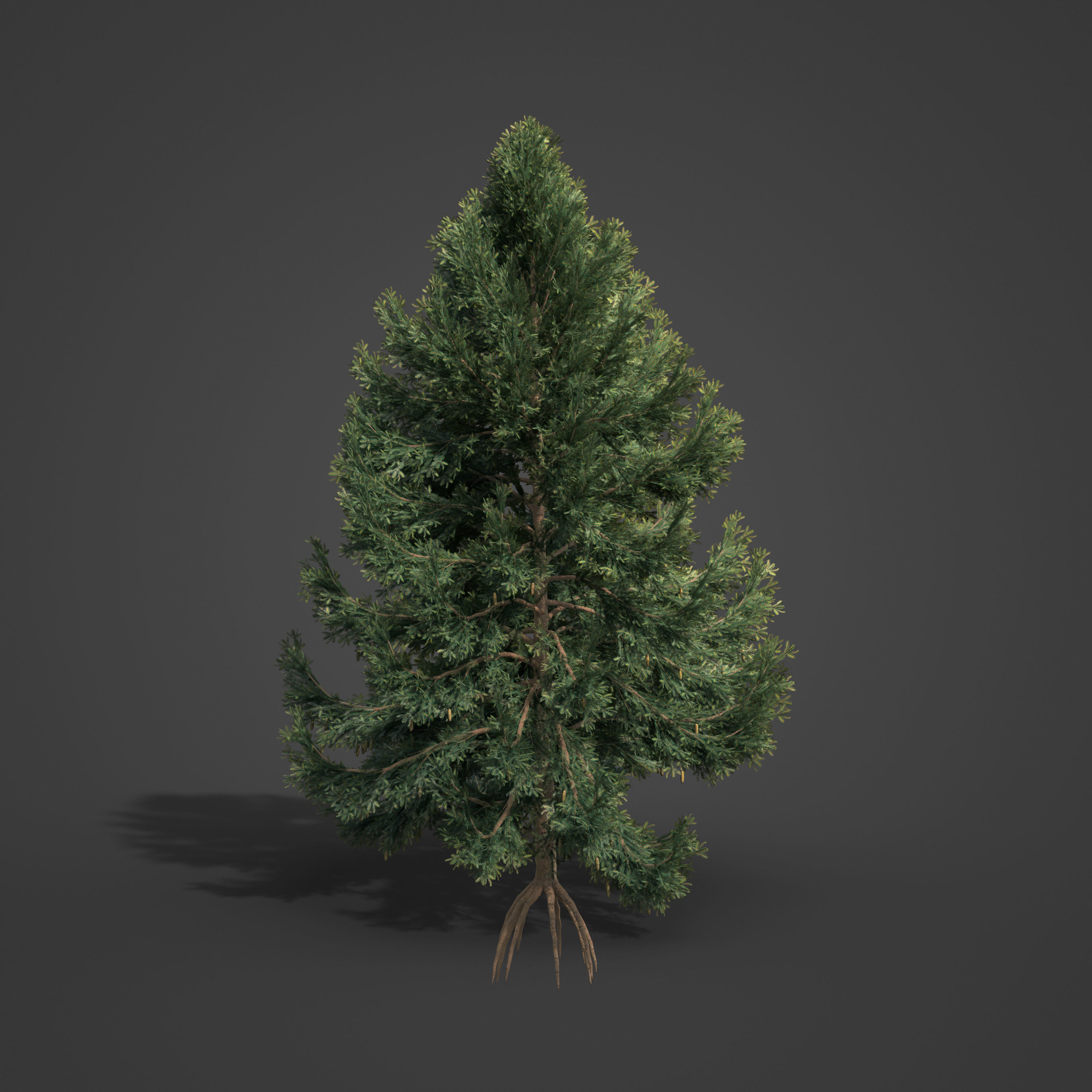 2021 PBR Koyama Spruce Collection - Picea Koyamai 3D model_5
