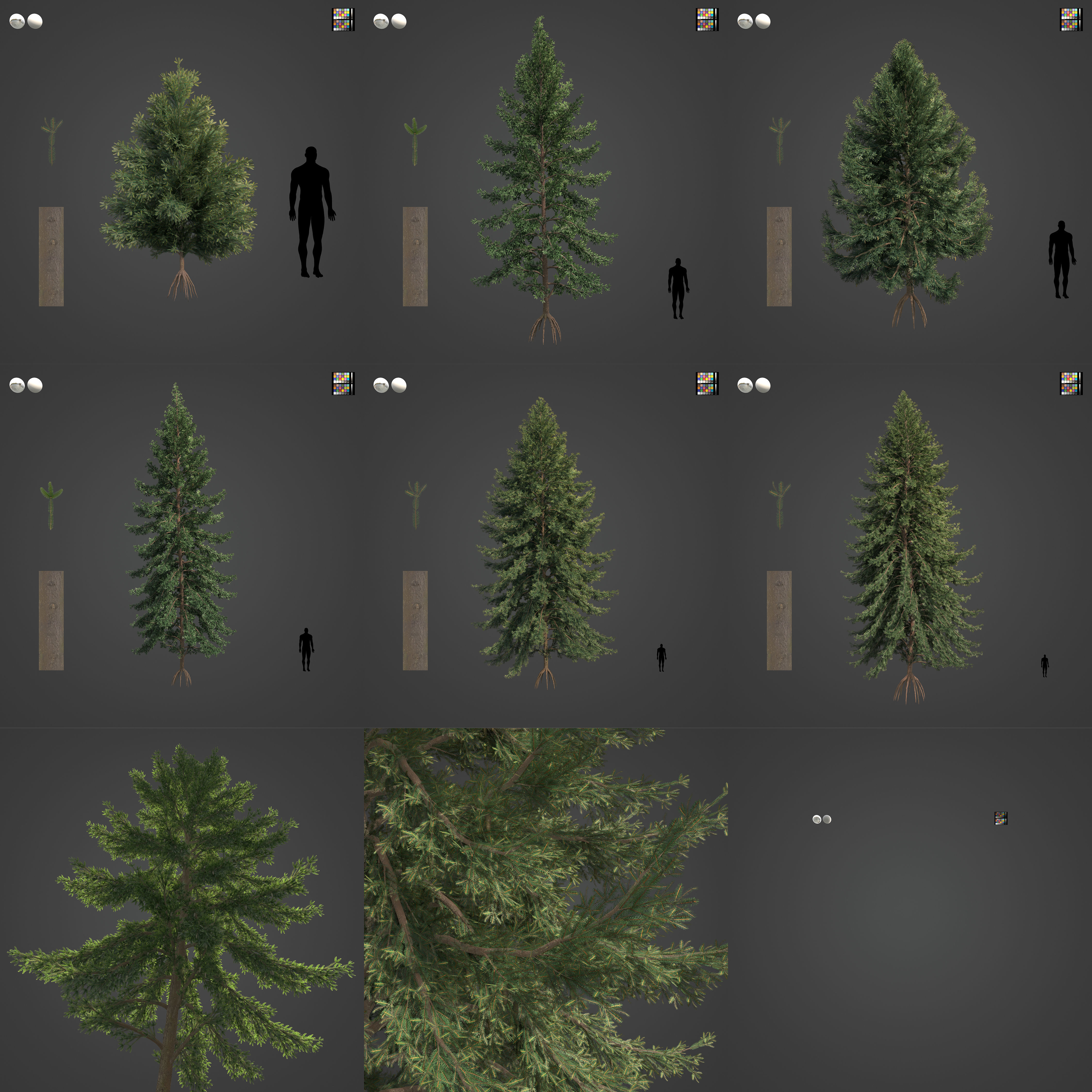 2021 PBR Koyama Spruce Collection - Picea Koyamai 3D model_3