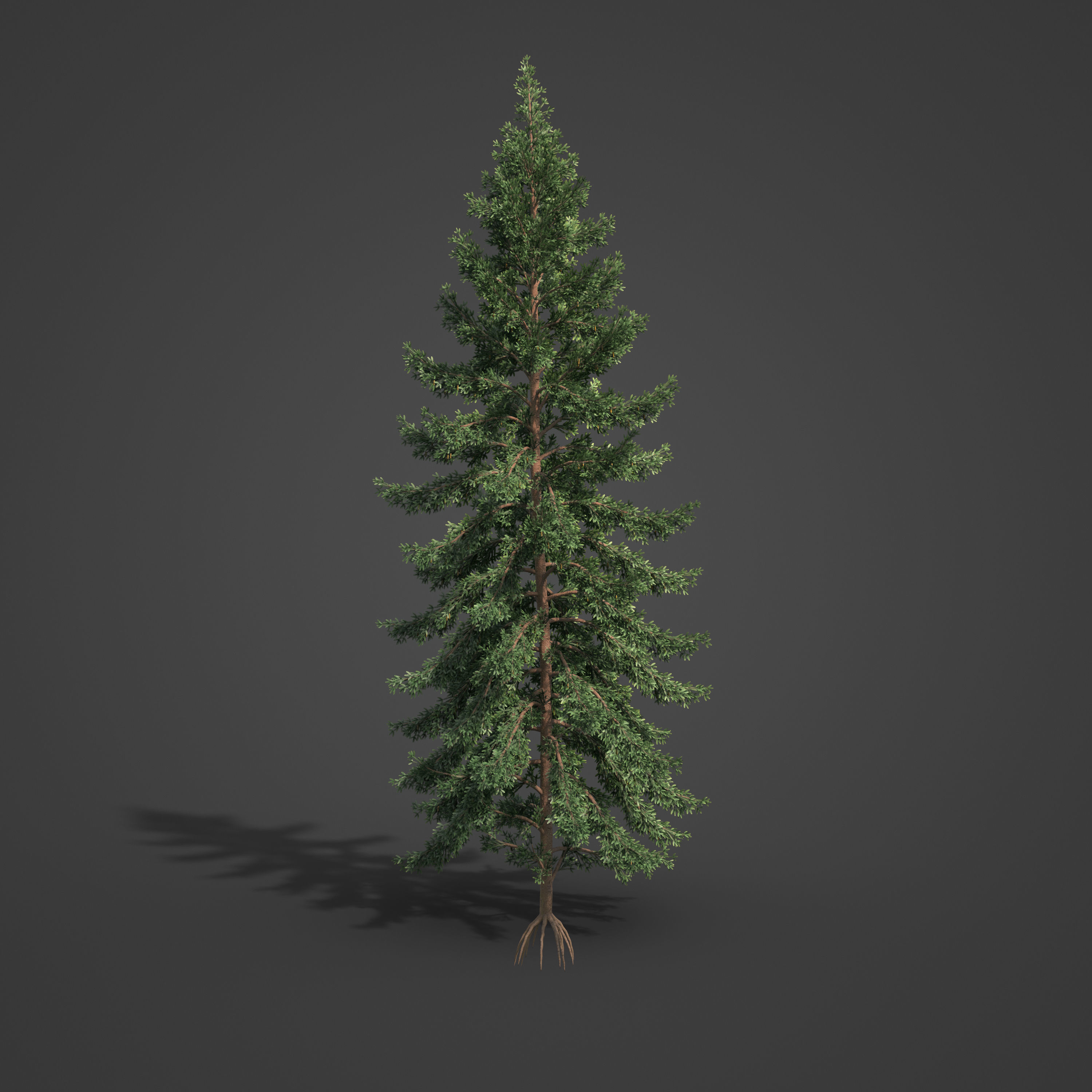 2021 PBR Koyama Spruce Collection - Picea Koyamai 3D model_6