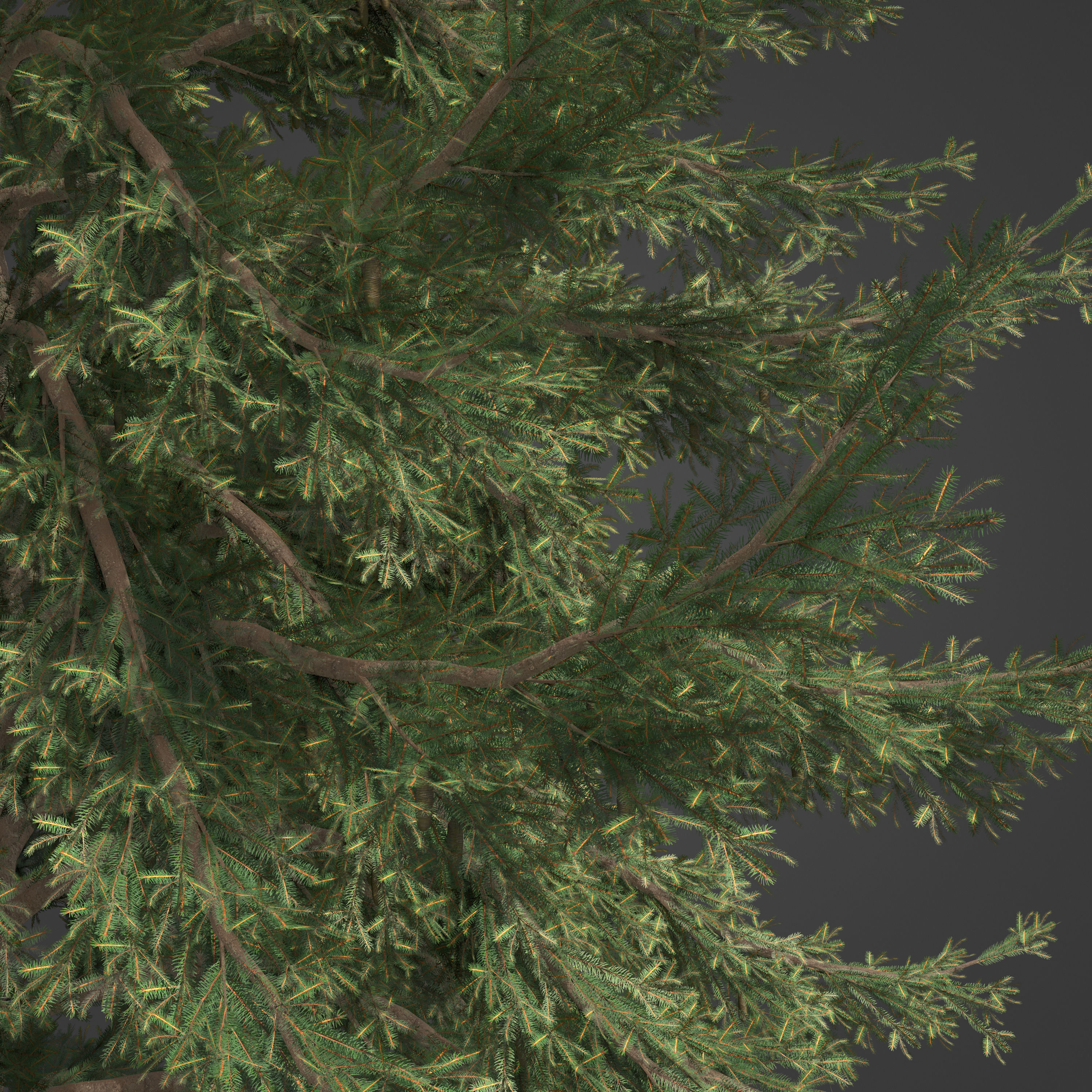 2021 PBR Koyama Spruce Collection - Picea Koyamai 3D model_8
