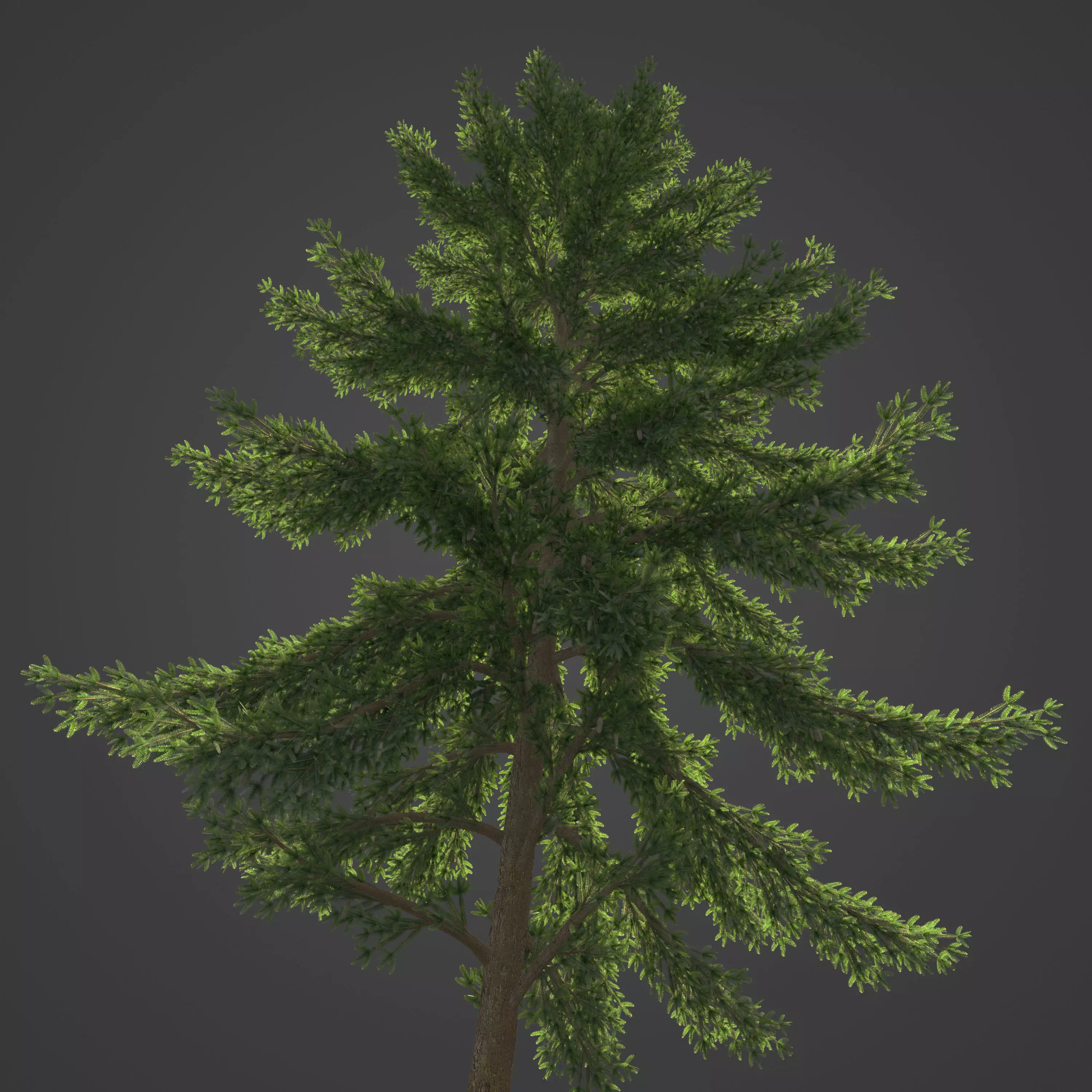 2021 PBR Koyama Spruce Collection - Picea Koyamai 3D model_0