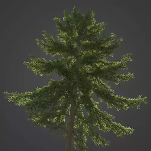 2021 PBR Koyama Spruce Collection - Picea Koyamai 3D model