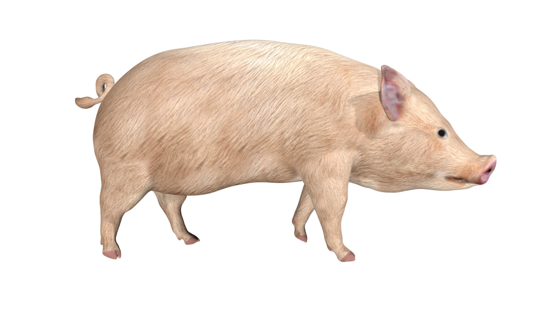 Pig of farm Low-poly 3D model_2