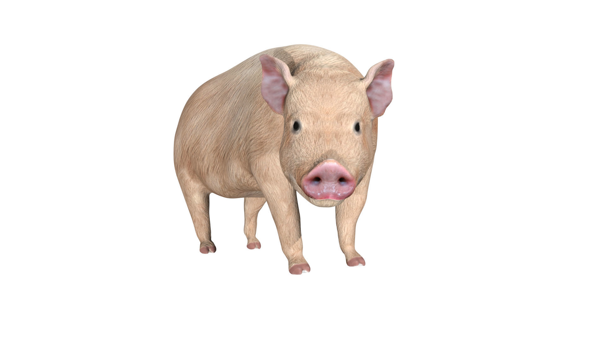 Pig of farm Low-poly 3D model_3