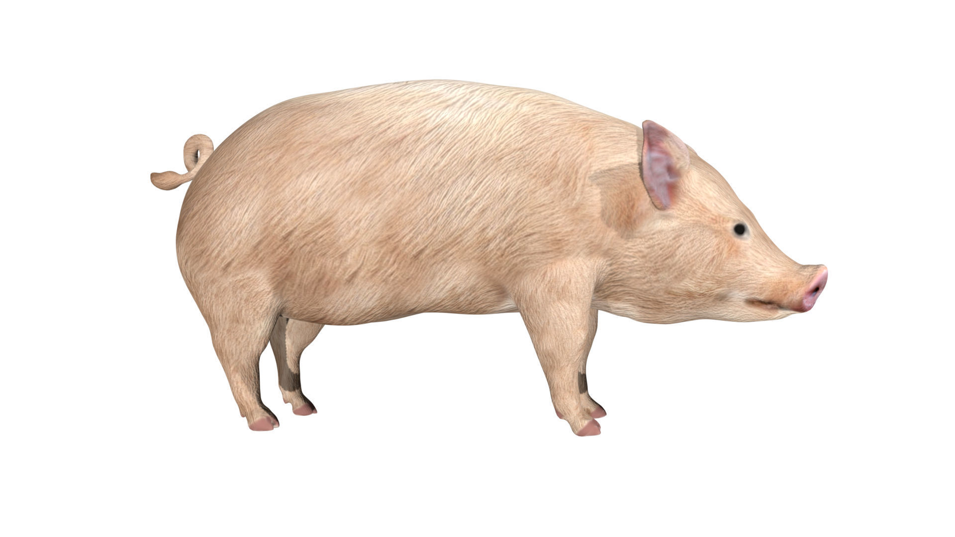 Pig of farm Low-poly 3D model_1