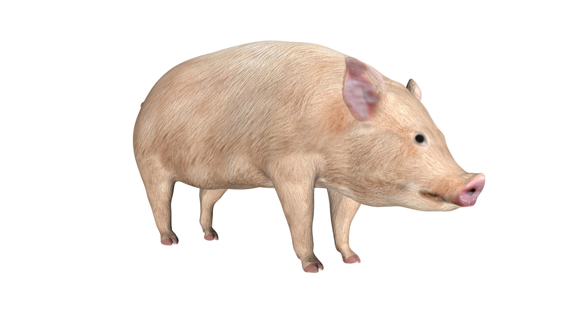 Pig of farm Low-poly 3D model_4