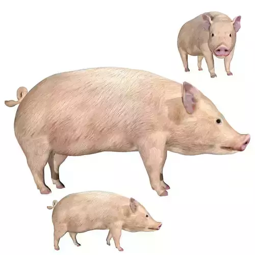 Pig of farm