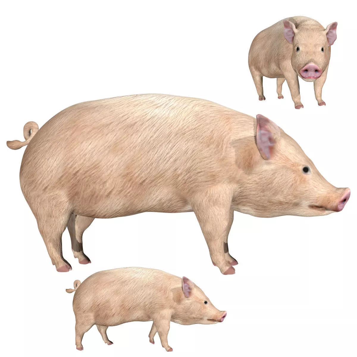 Pig of farm Low-poly 3D model_0