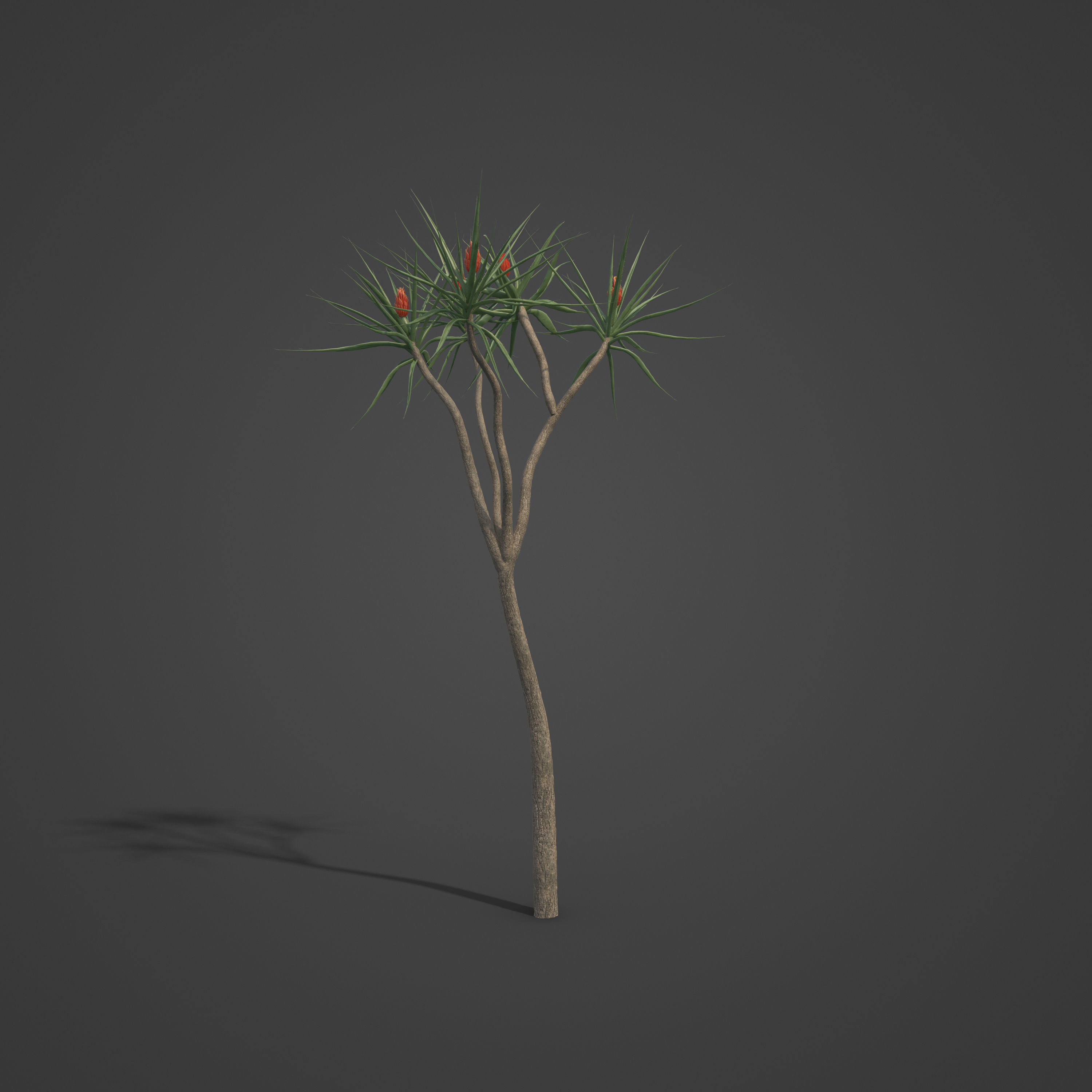2021 PBR Tree Aloe Collection - Aloe Bainesii  3D model_4