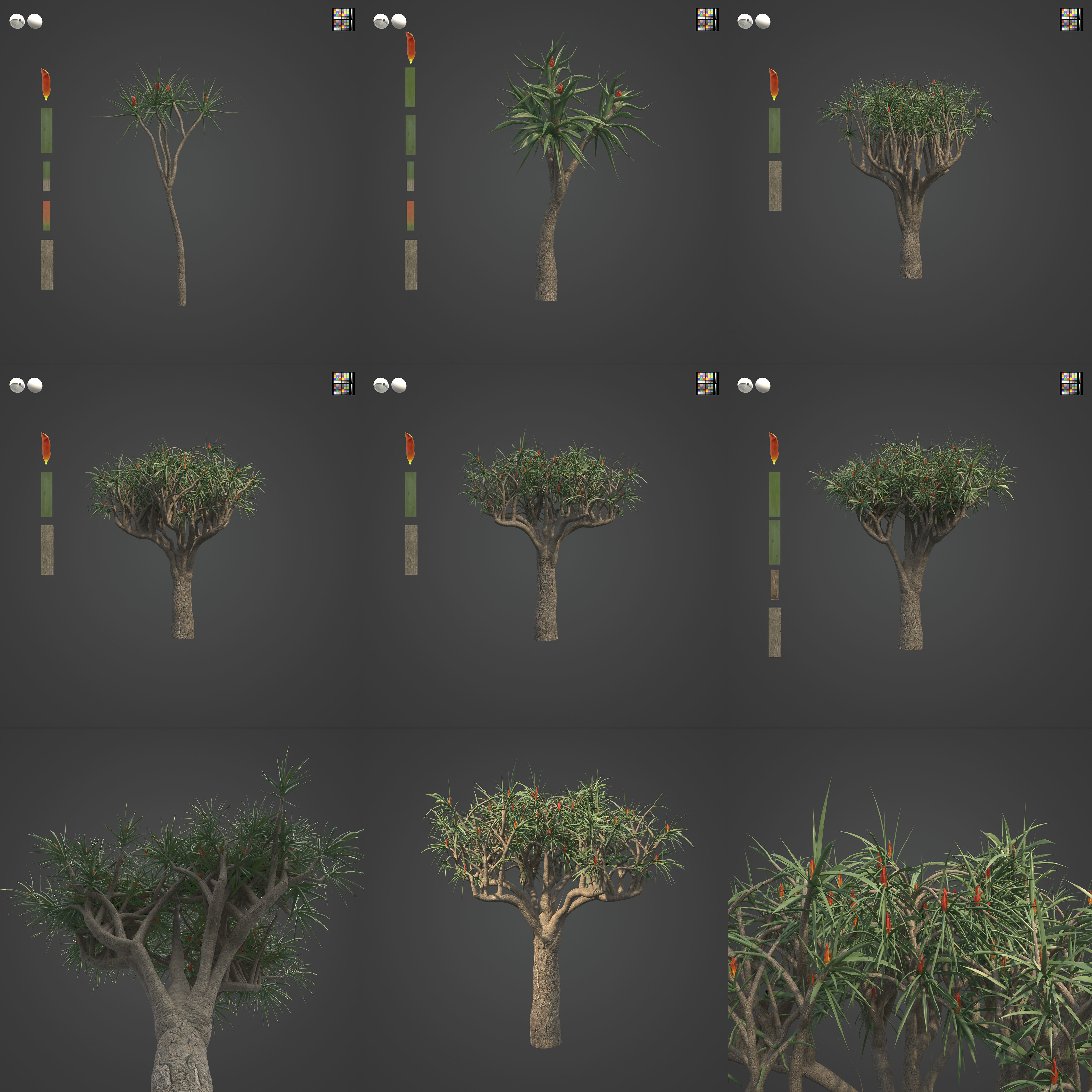 2021 PBR Tree Aloe Collection - Aloe Bainesii  3D model_2