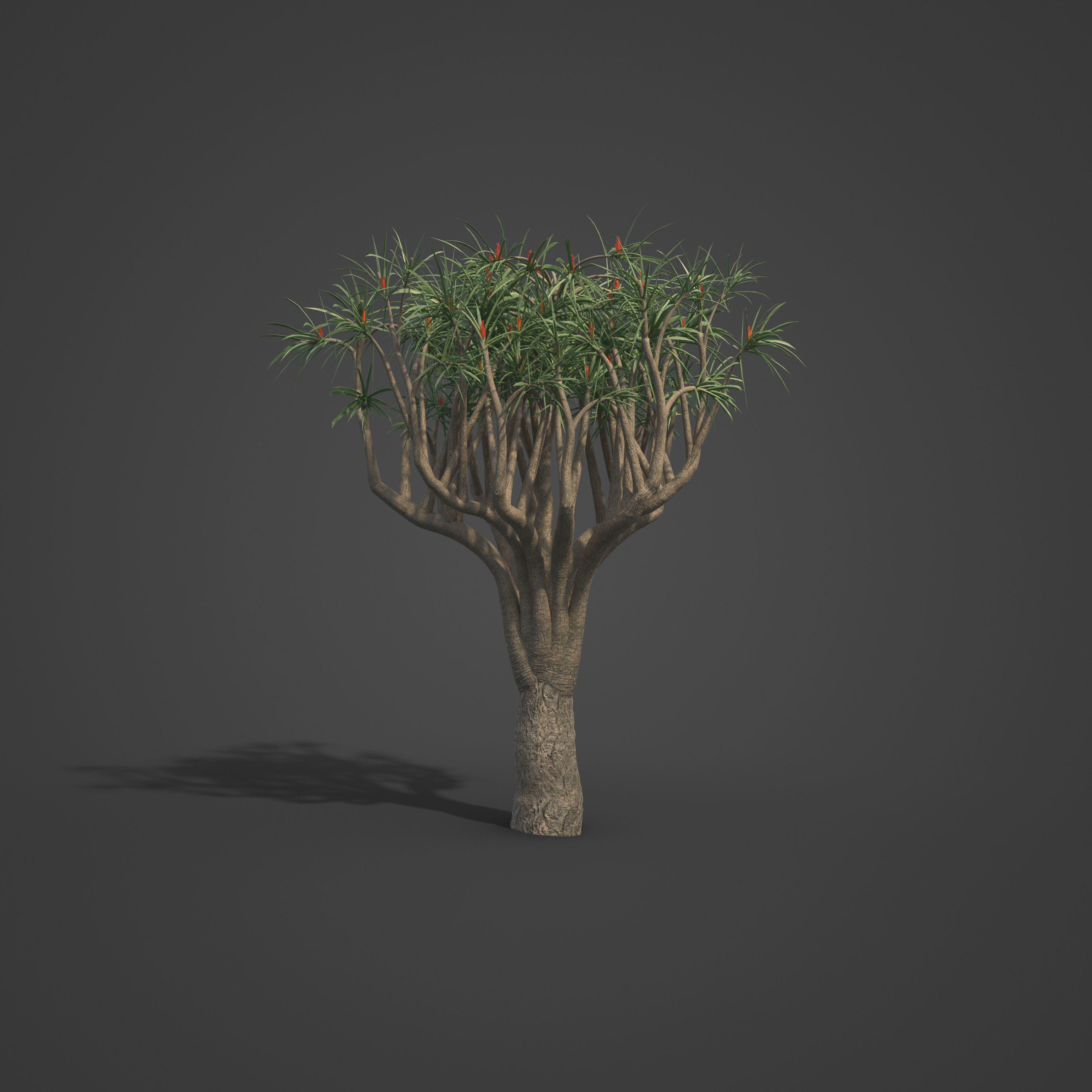 2021 PBR Tree Aloe Collection - Aloe Bainesii  3D model_5
