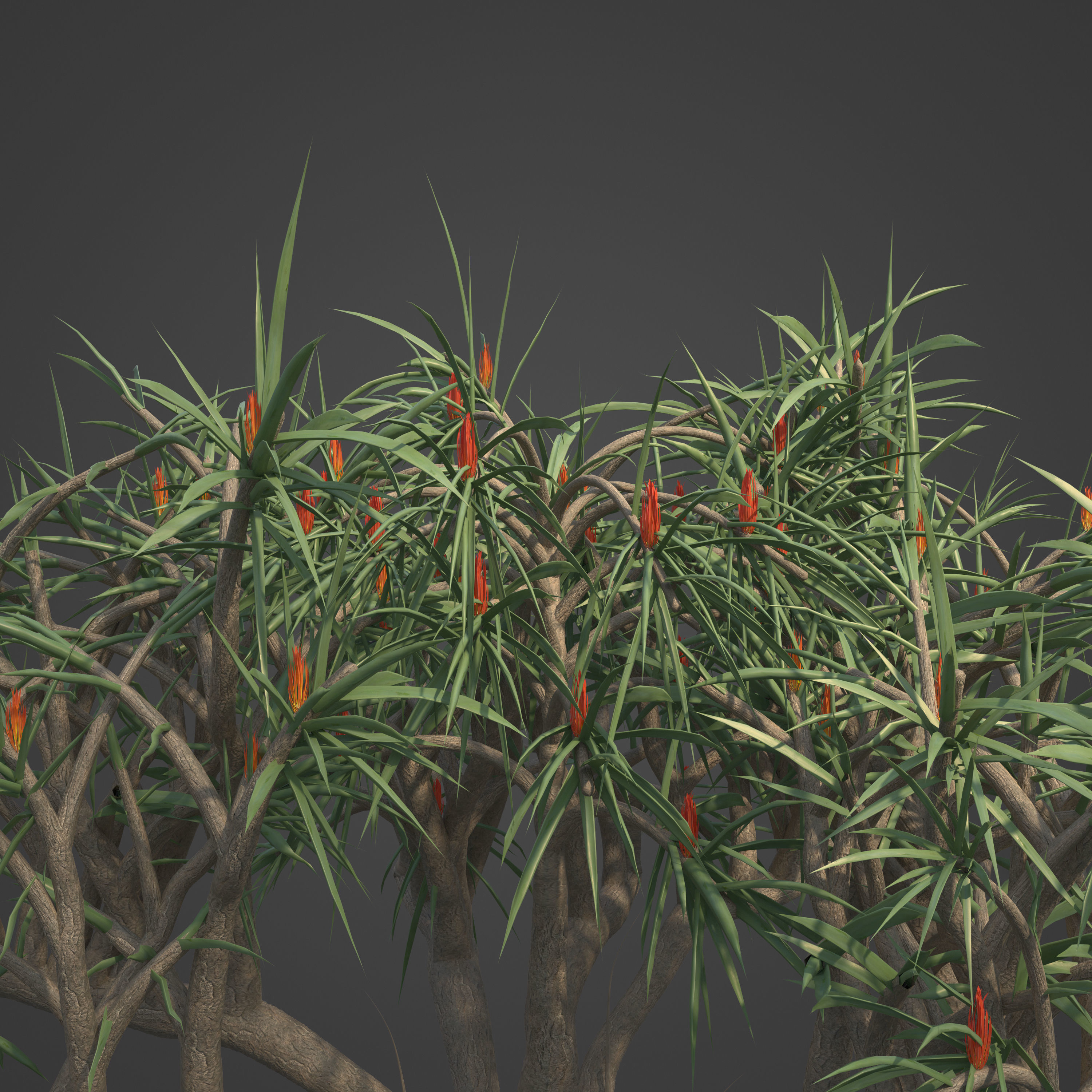 2021 PBR Tree Aloe Collection - Aloe Bainesii  3D model_7