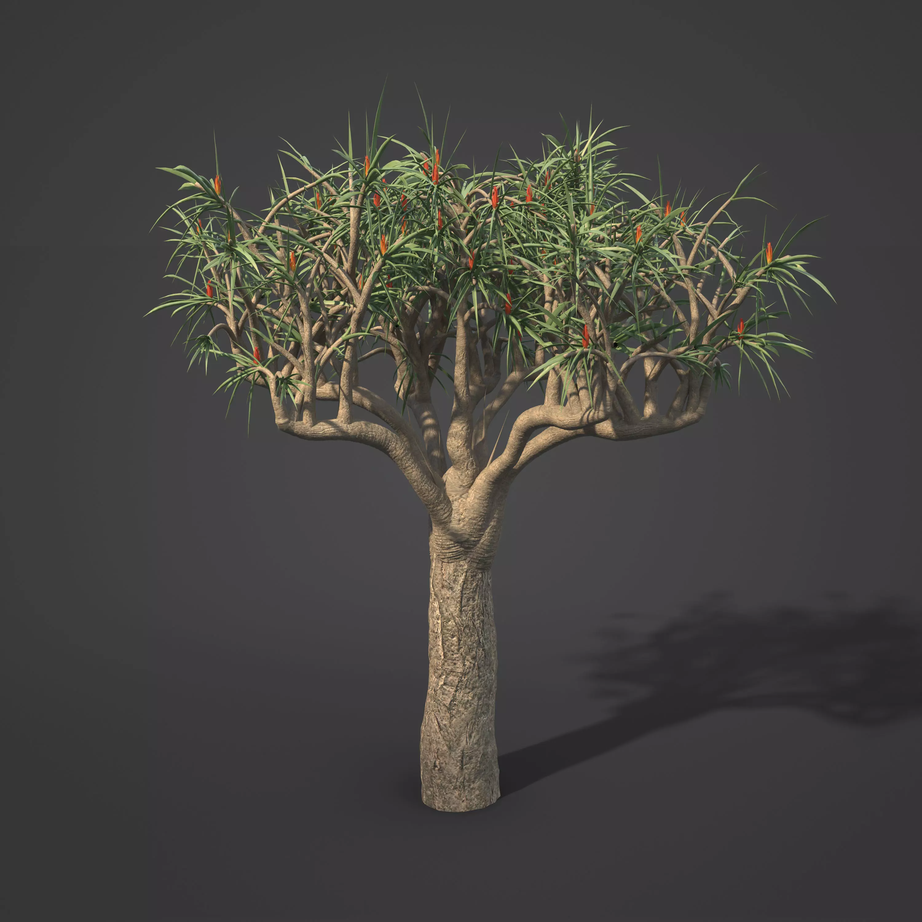 2021 PBR Tree Aloe Collection - Aloe Bainesii  3D model_0