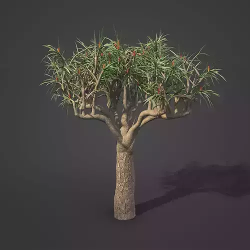 2021 PBR Tree Aloe Collection - Aloe Bainesii  3D model
